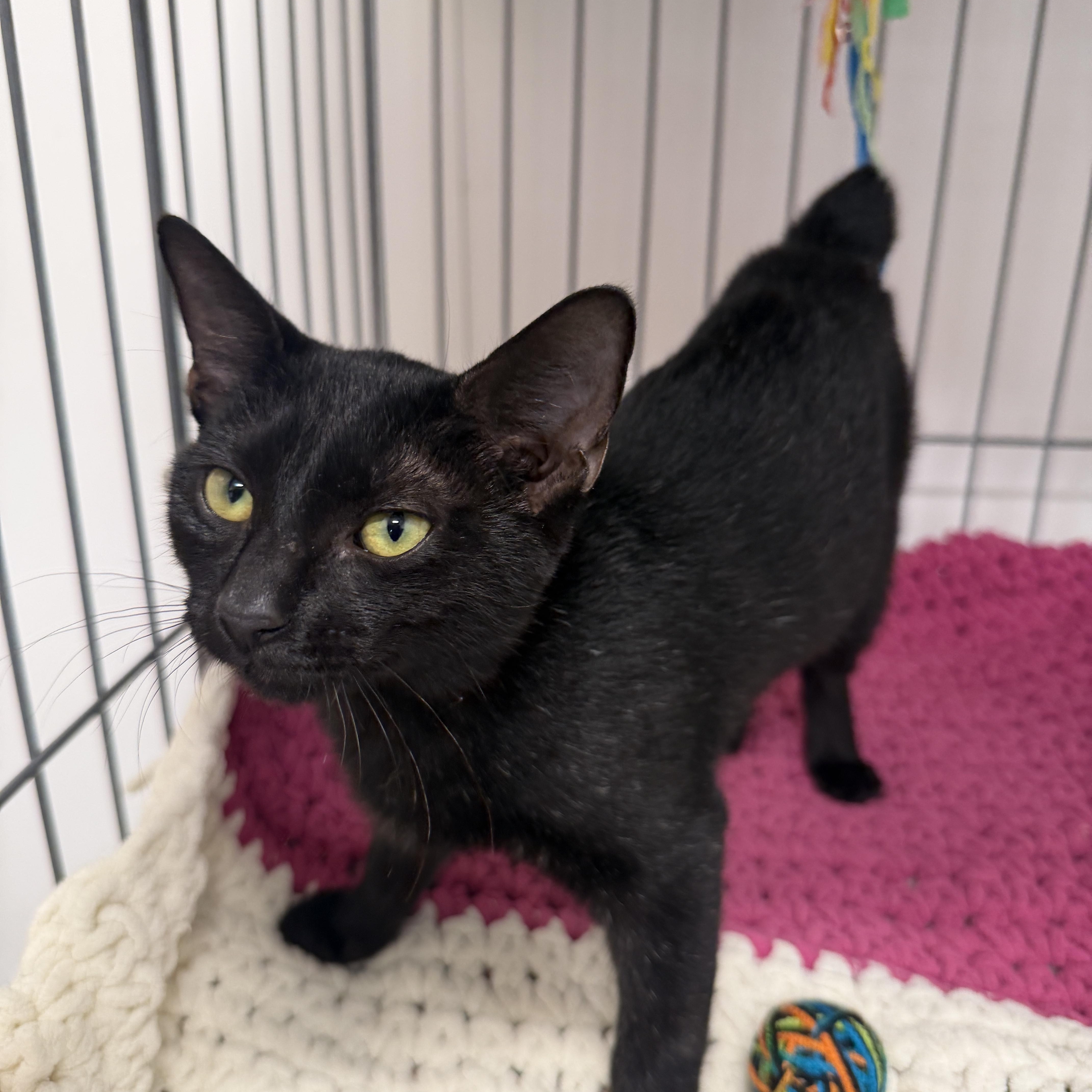 Enlarge Ravenna, a Adoptable Domestic Short Hair in Oldsmar, FL image 2/3