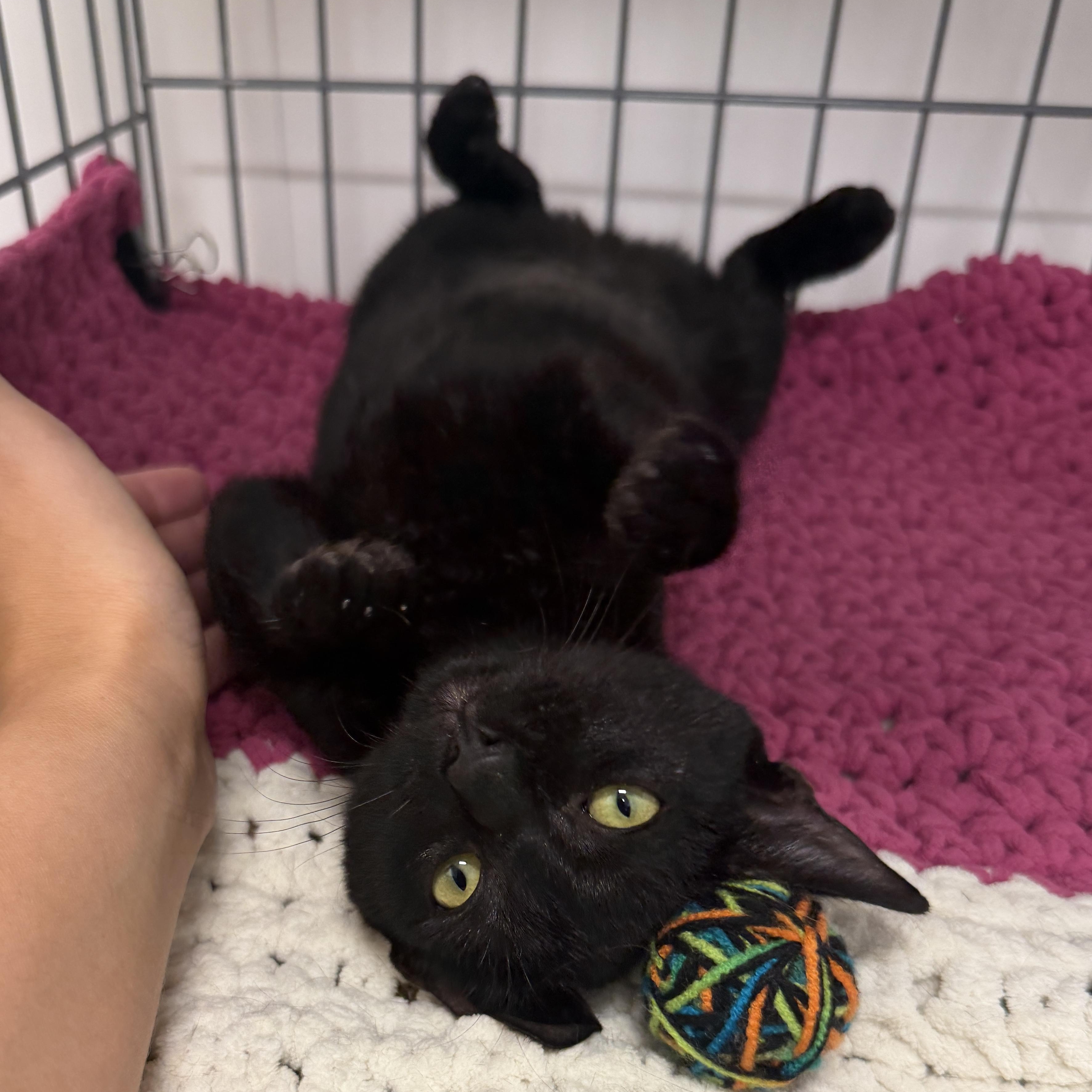 Enlarge Ravenna, a Adoptable Domestic Short Hair in Oldsmar, FL image 3/3