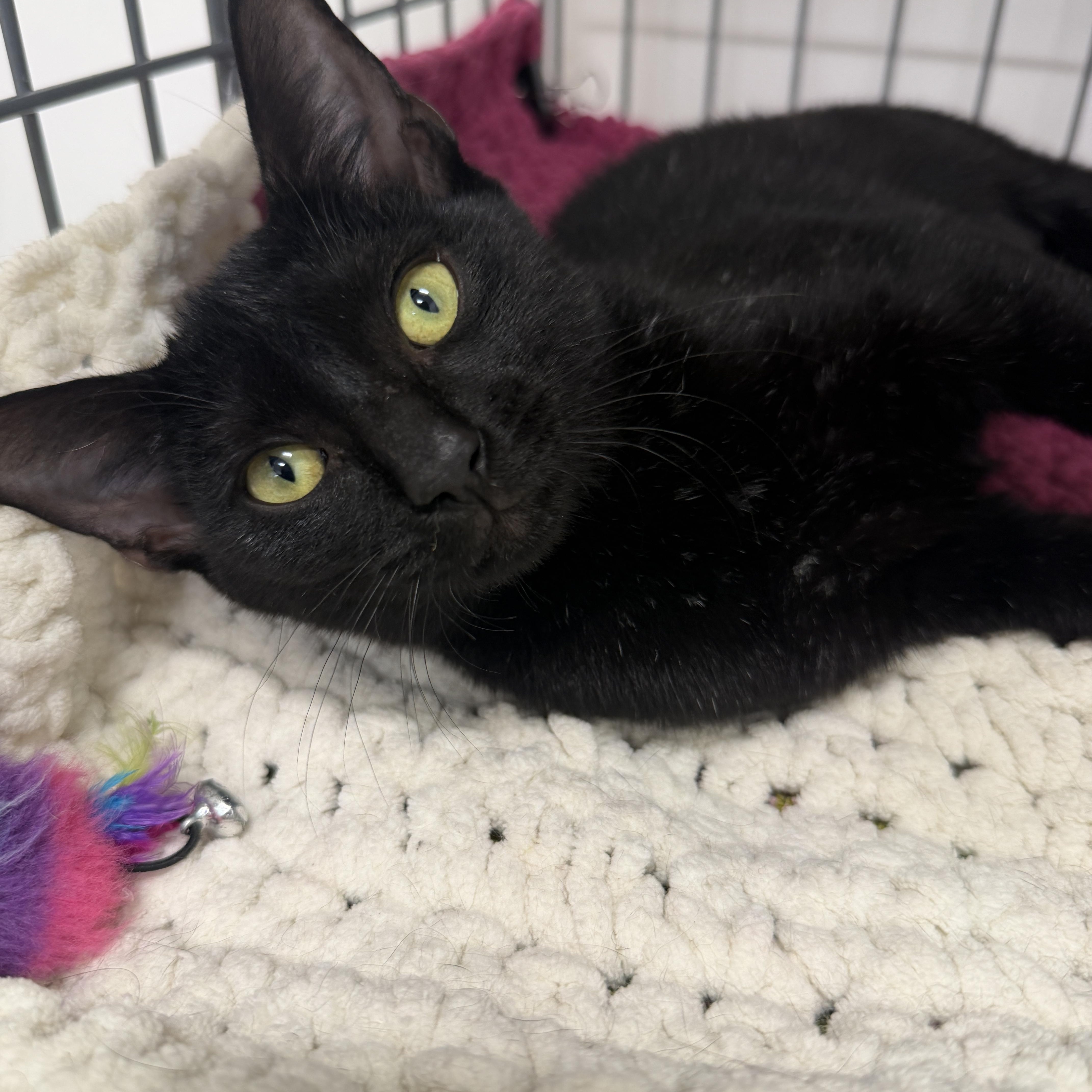 Ravenna, Adoptable, Kitten Female Domestic Short Hair.