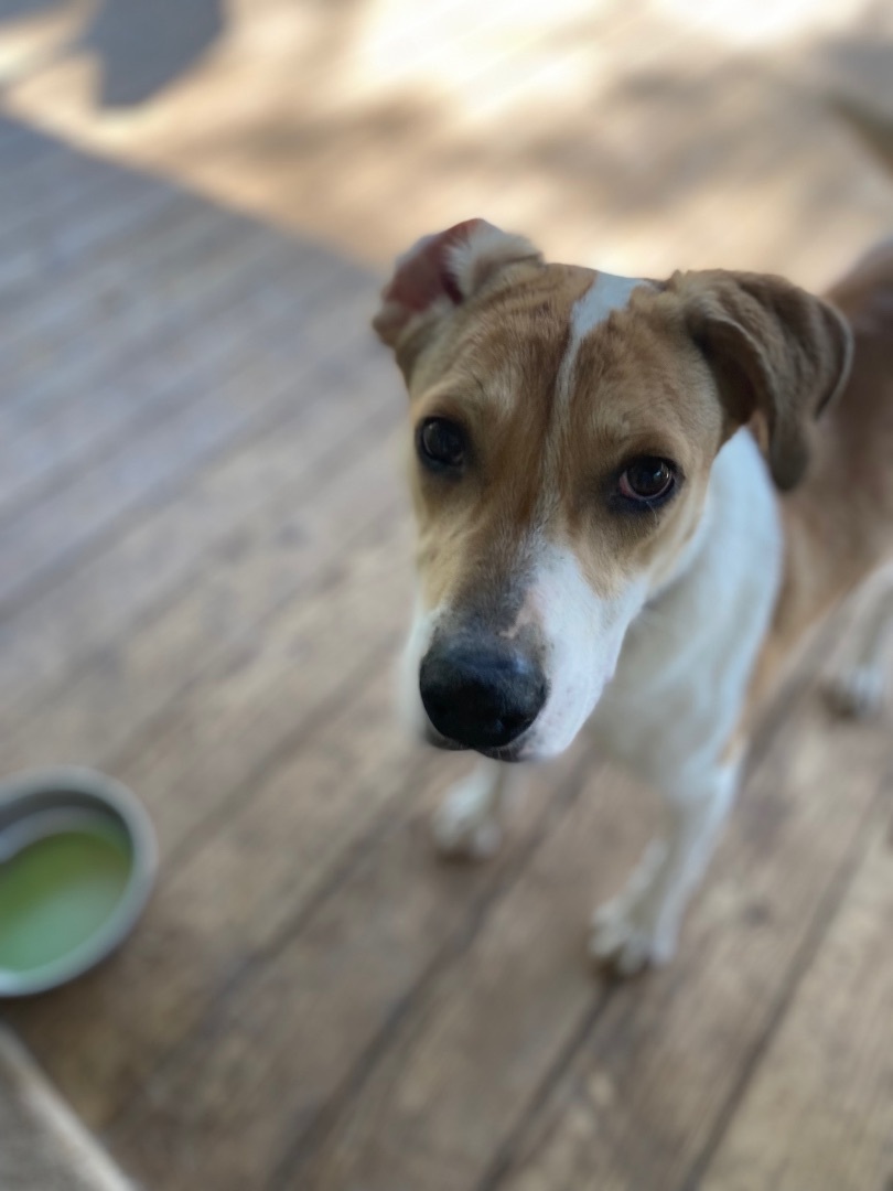 Enlarge Raine, a Adopted Mixed Breed in Monroe Twp, NJ image 2/7