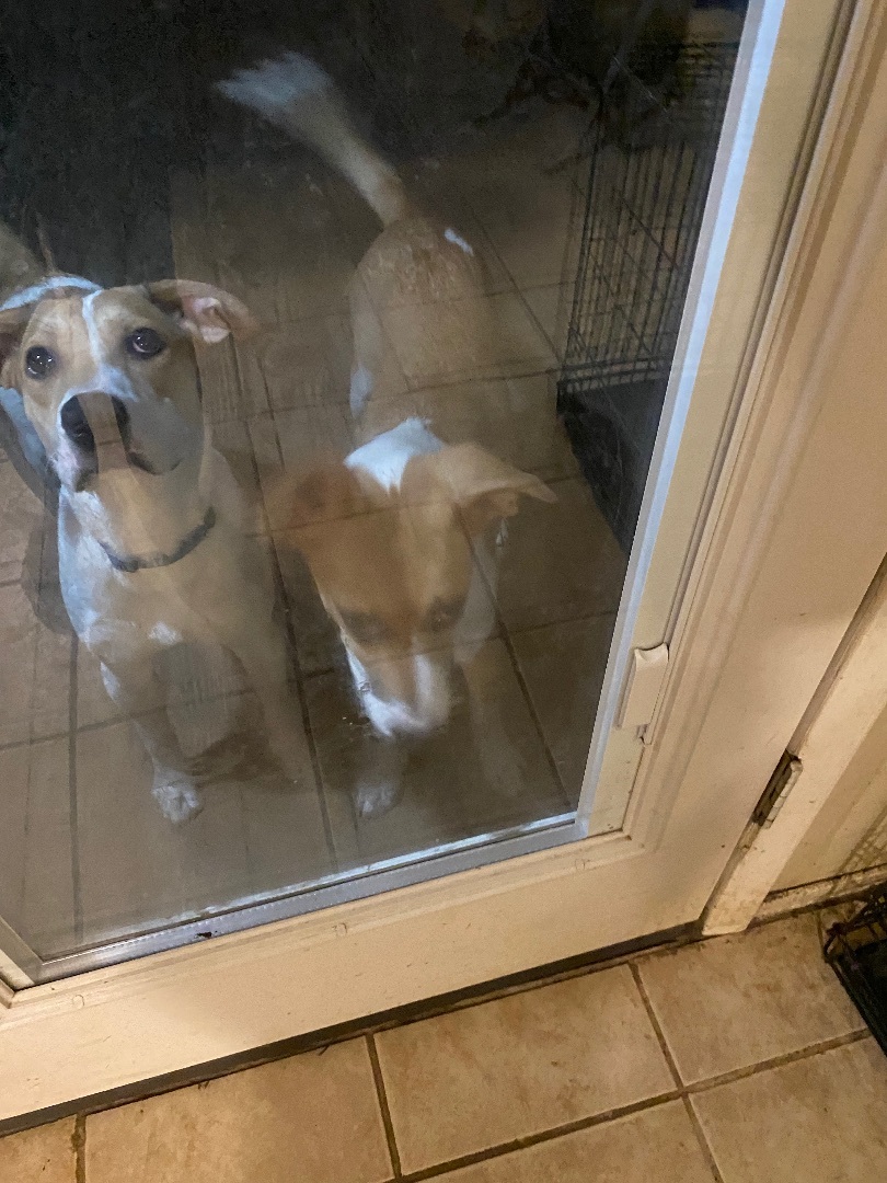 Enlarge Raine, a Adopted Mixed Breed in Monroe Twp, NJ image 3/7