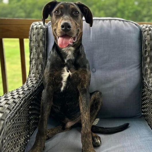 Waffles , a Adopted mixed breed in Clinton, NC image 1/12