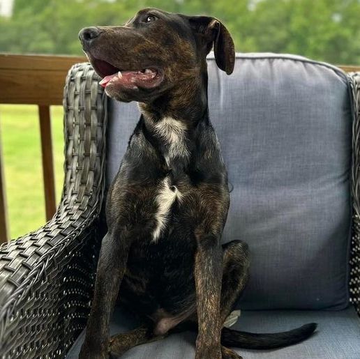 Waffles , a Adopted mixed breed in Clinton, NC image 2/12