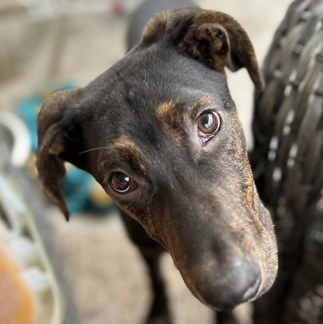 Waffles , a Adopted mixed breed in Clinton, NC image 3/12