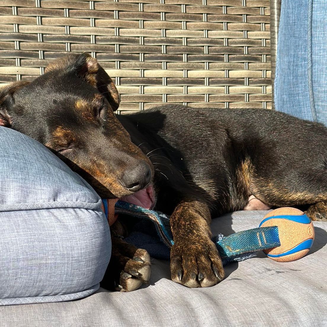 Waffles , Adopted, Young Male Plott Hound & Pit Bull Terrier.