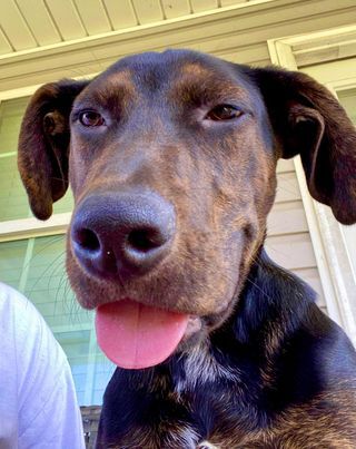 Waffles , a Adopted mixed breed in Clinton, NC image 5/12