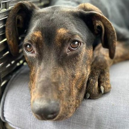 Waffles , a Adopted mixed breed in Clinton, NC image 6/12