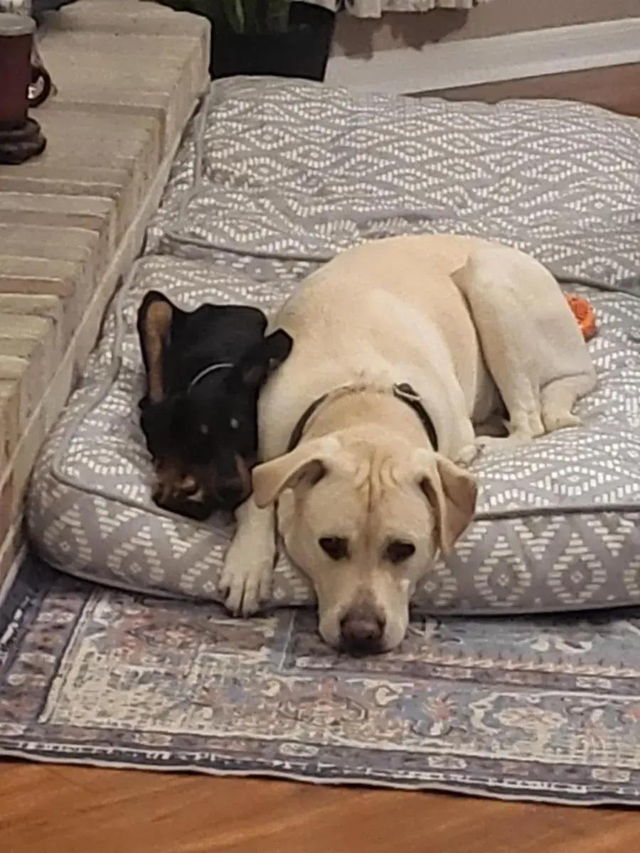 Enlarge Trigg, a ADOPTABLE Doberman Pinscher in Polk, OH image 5/6