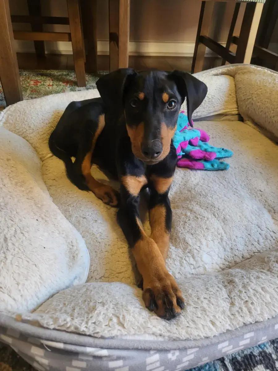 Enlarge Trigg, a ADOPTABLE Doberman Pinscher in Polk, OH image 2/6