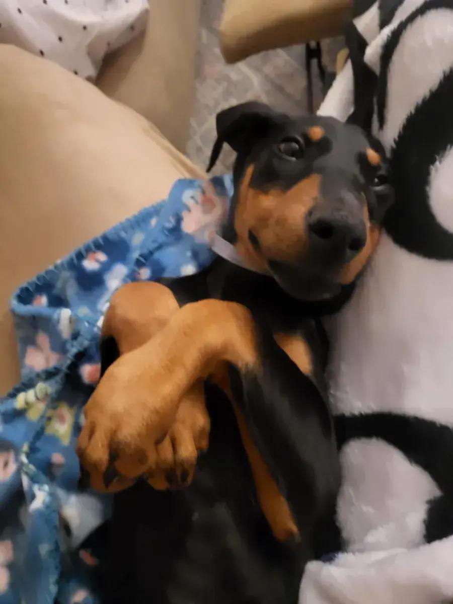 Enlarge Trigg, a ADOPTABLE Doberman Pinscher in Polk, OH image 4/6