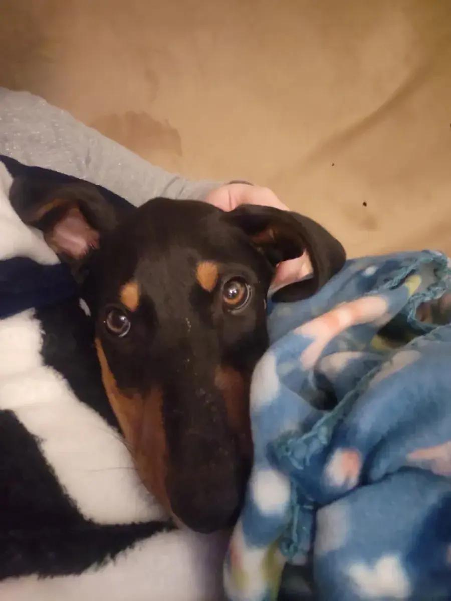 Enlarge Trigg, a ADOPTABLE Doberman Pinscher in Polk, OH image 6/6