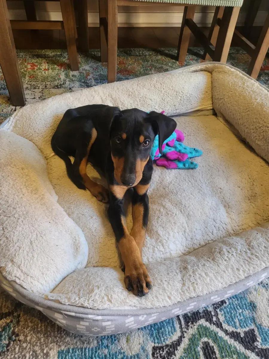 Enlarge Trigg, a ADOPTABLE Doberman Pinscher in Polk, OH image 3/6