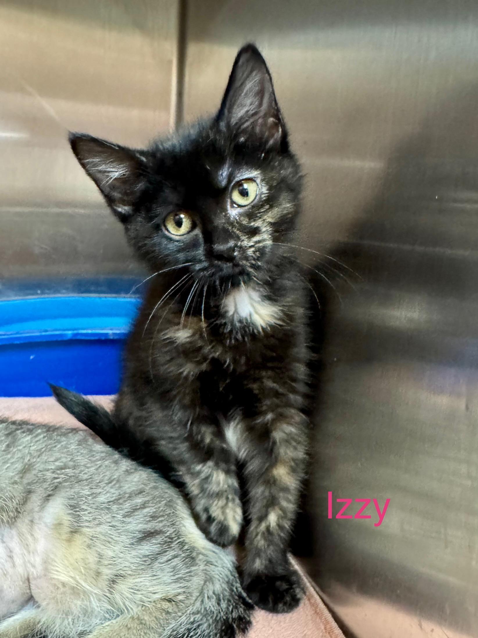 Izzy, Young Female Domestic Short Hair