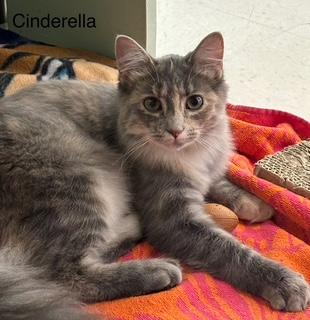 Enlarge Baker, a Adoptable mixed breed in Manchester, CT image 2/2