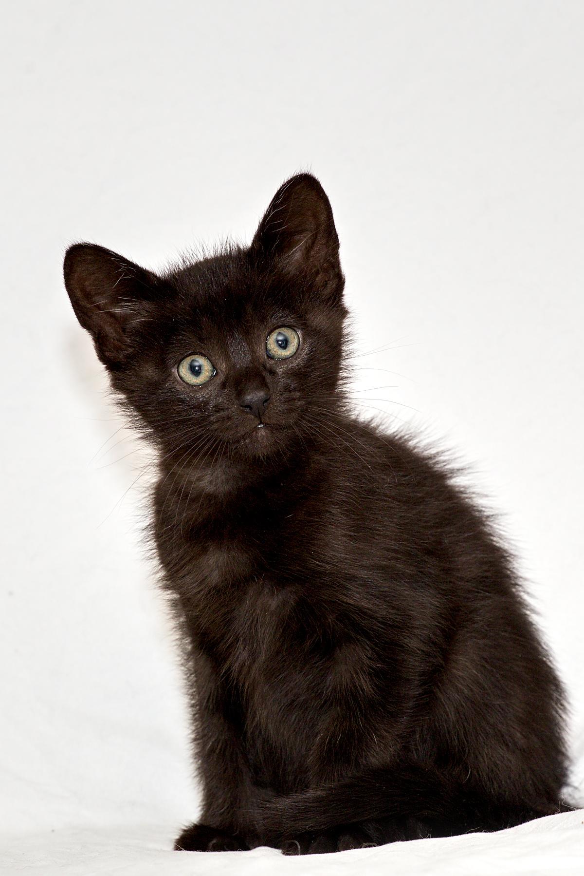 Wren, a Adoptable Domestic Short Hair in Washburn, WI image 1/2