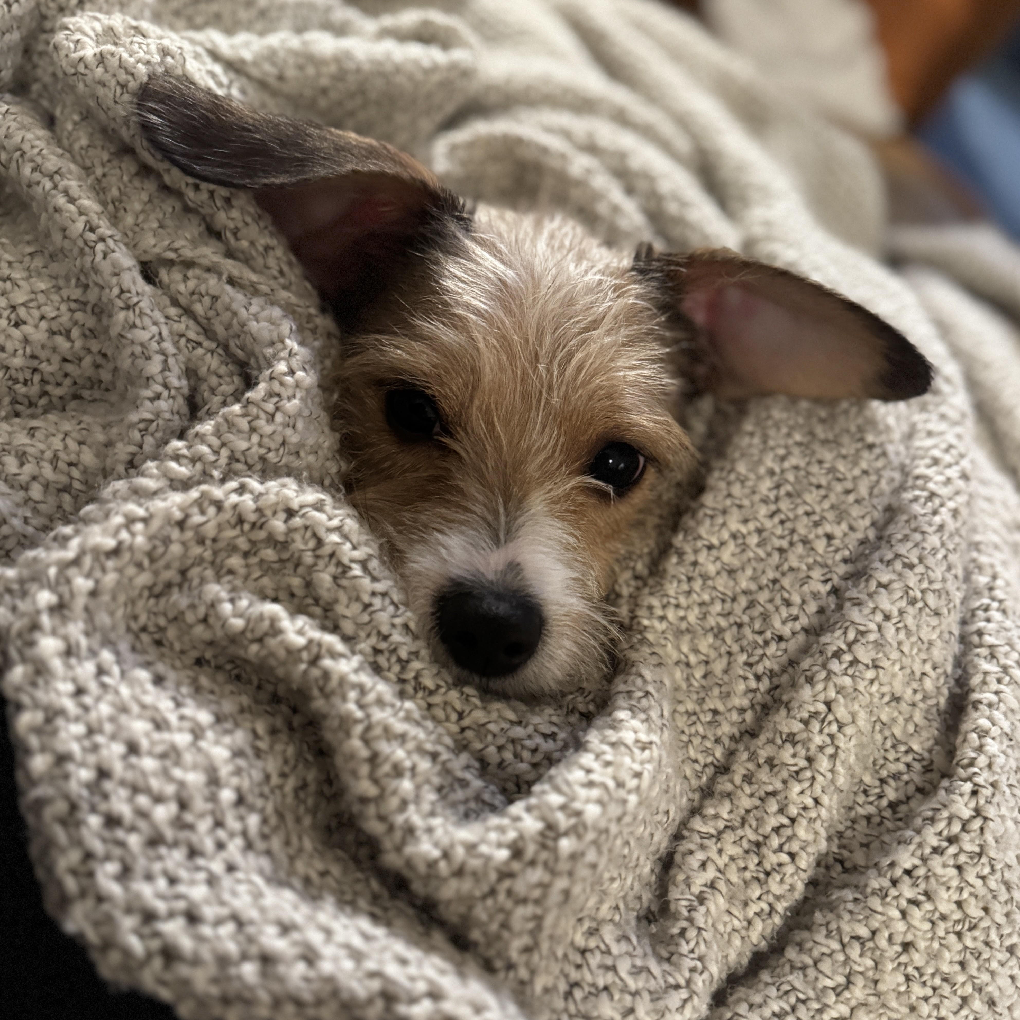 Enlarge Paul Mescal , an adopted Terrier in Brooklyn, NY image 3/5