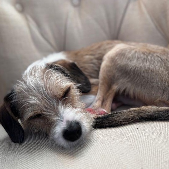 Enlarge Paul Mescal , an adopted Terrier in Brooklyn, NY image 2/5