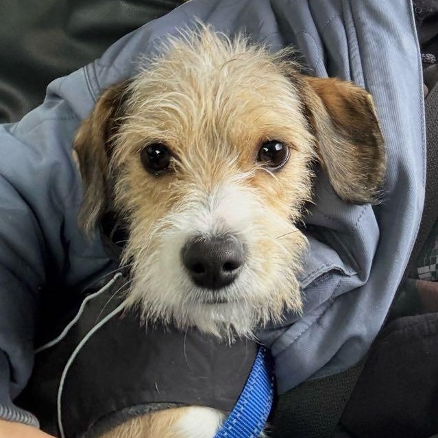 Enlarge Paul Mescal , an adopted Terrier in Brooklyn, NY image 4/5