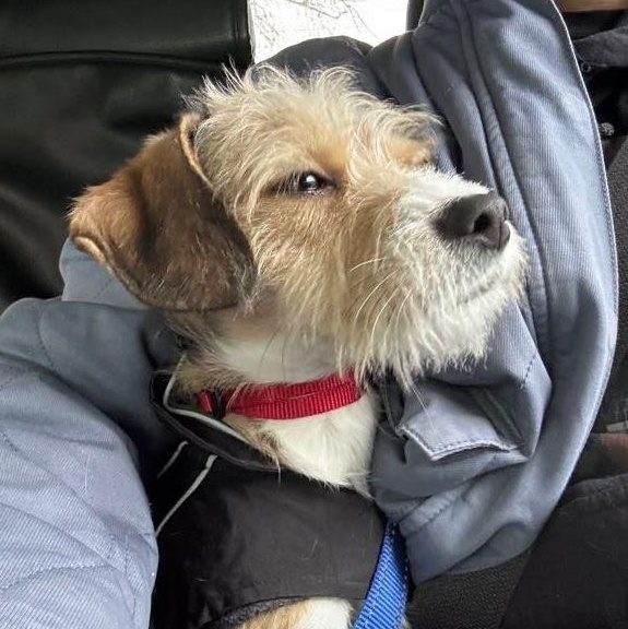 Enlarge Paul Mescal , an adopted Terrier in Brooklyn, NY image 5/5