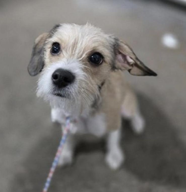 Paul Mescal , ADOPTABLE, Young Male Terrier.