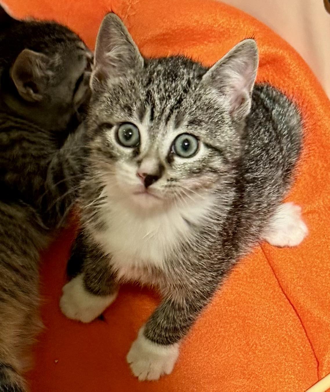 Enlarge Ace , a ADOPTABLE Domestic Short Hair in Westfield, NJ image 5/5