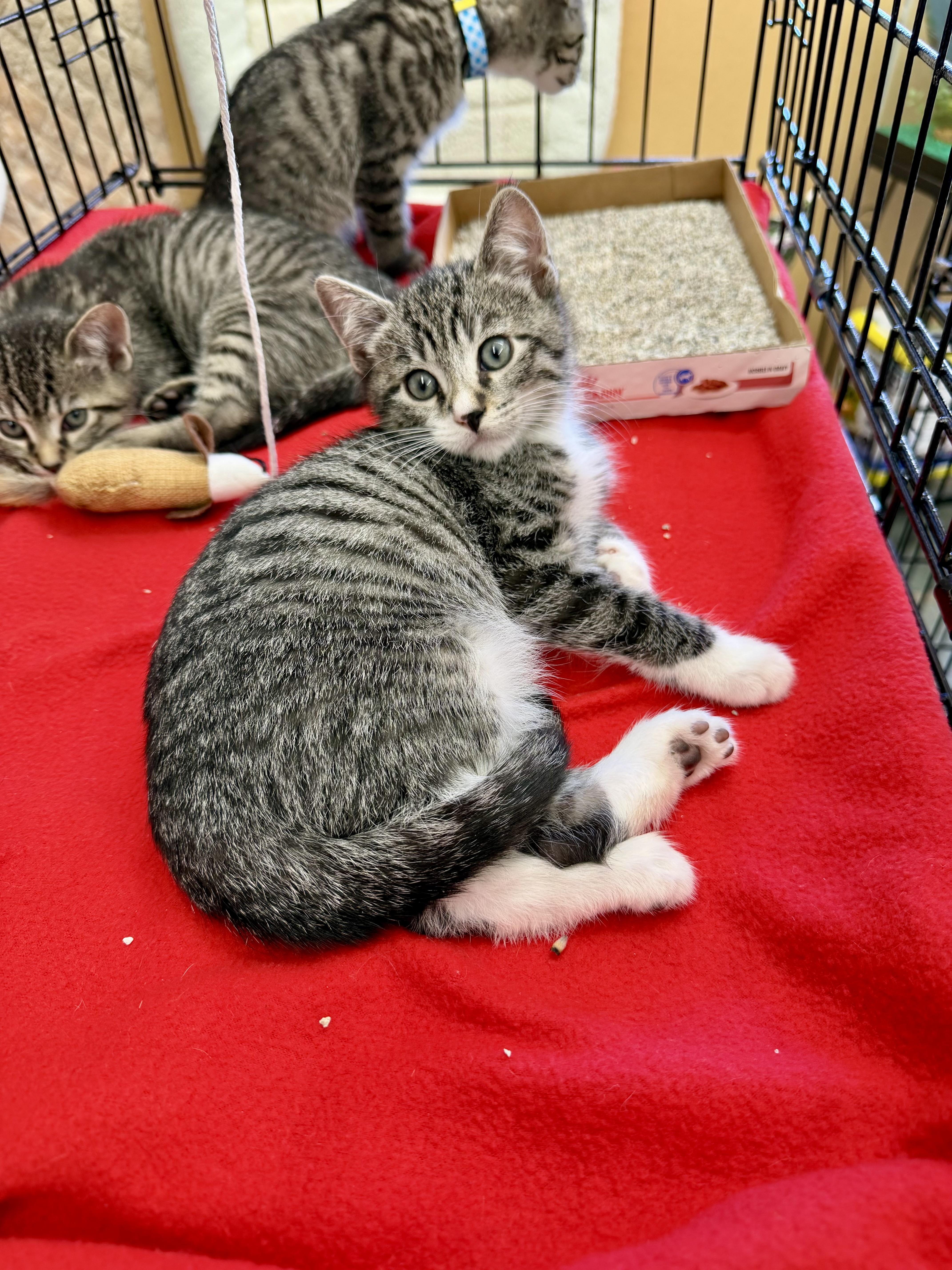 Enlarge Ace , a ADOPTABLE Domestic Short Hair in Westfield, NJ image 4/5