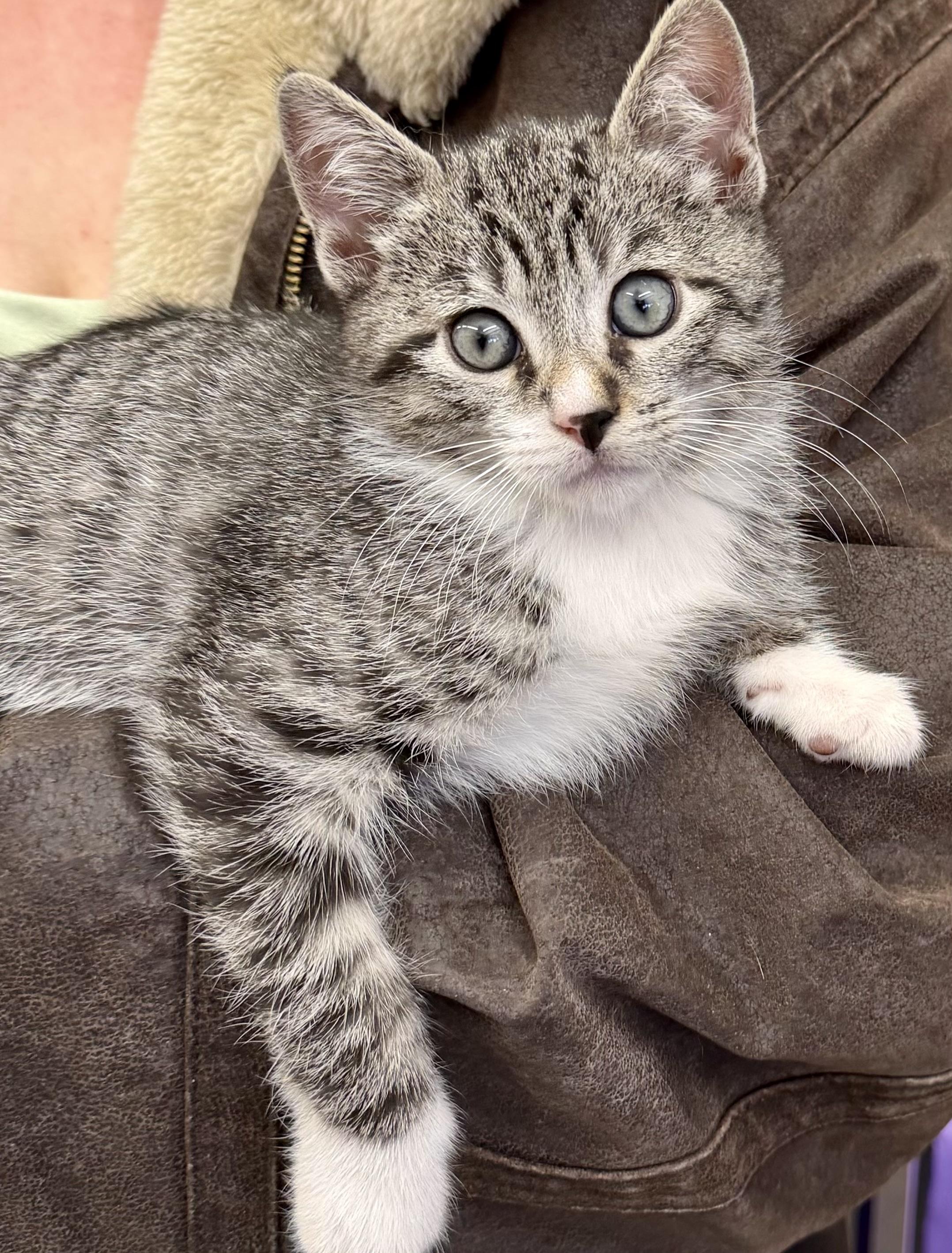 Enlarge Ace , a ADOPTABLE Domestic Short Hair in Westfield, NJ image 2/5