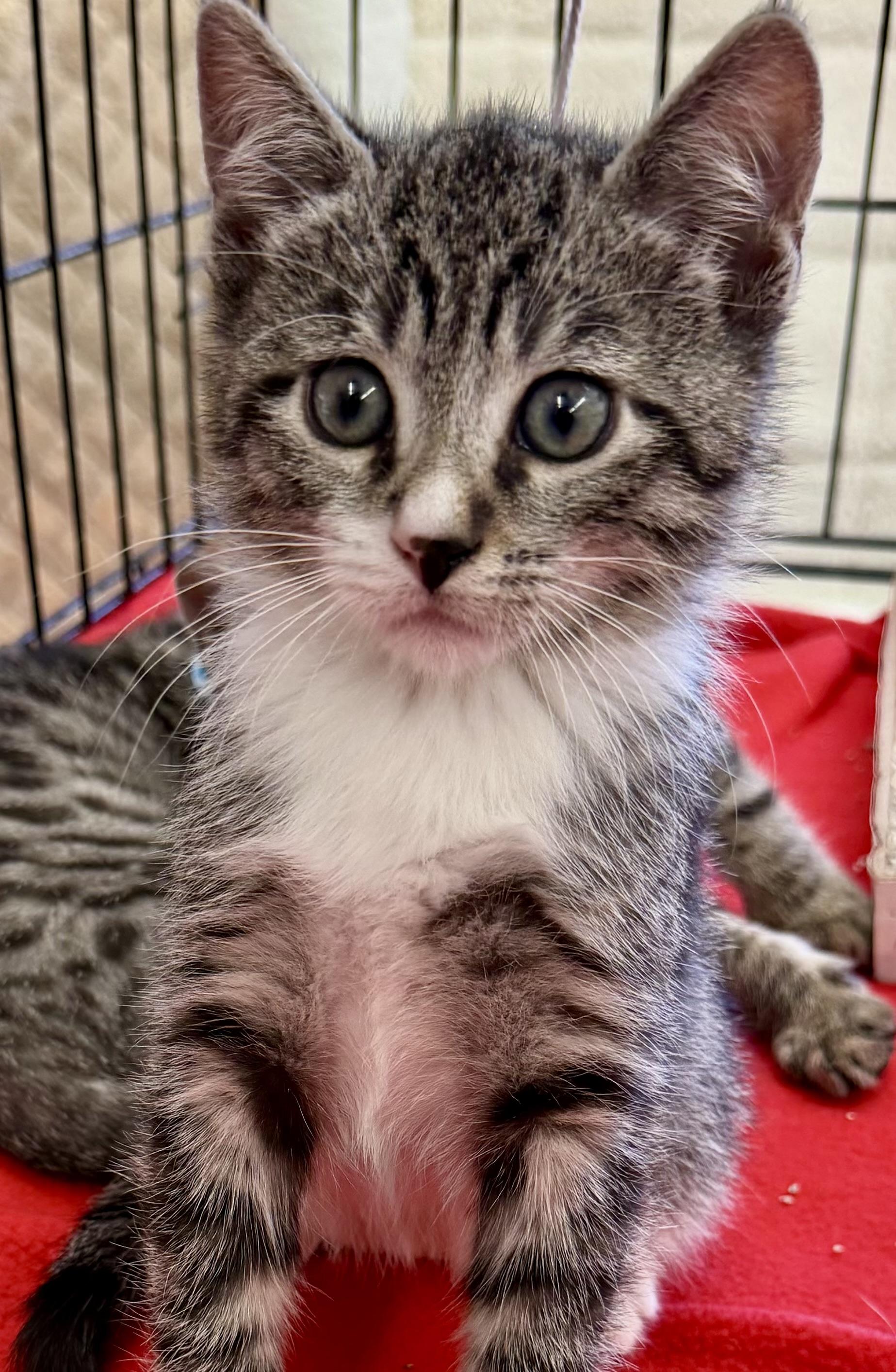 Ace , ADOPTABLE, Kitten Male Domestic Short Hair.