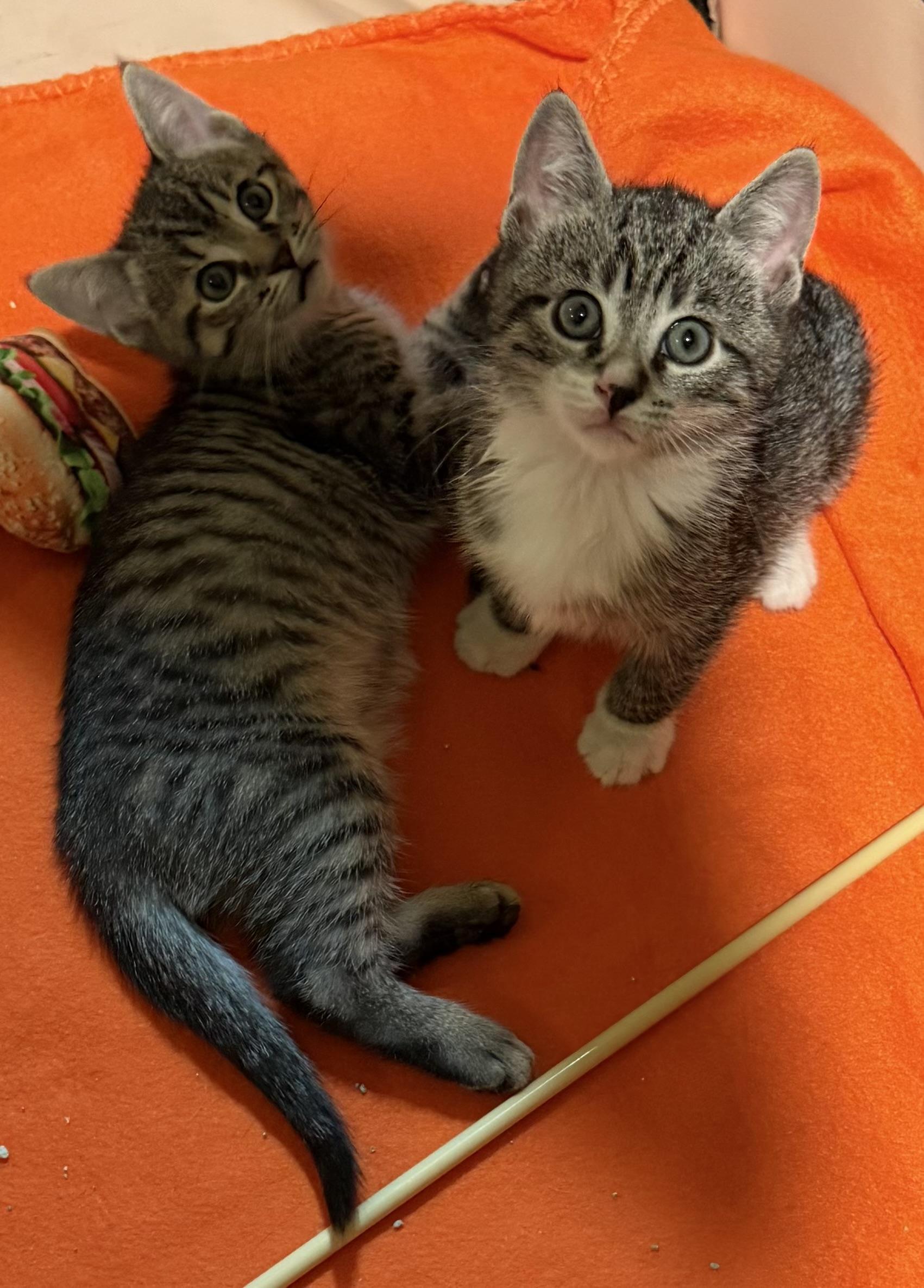 Enlarge Ace , a ADOPTABLE Domestic Short Hair in Westfield, NJ image 3/5