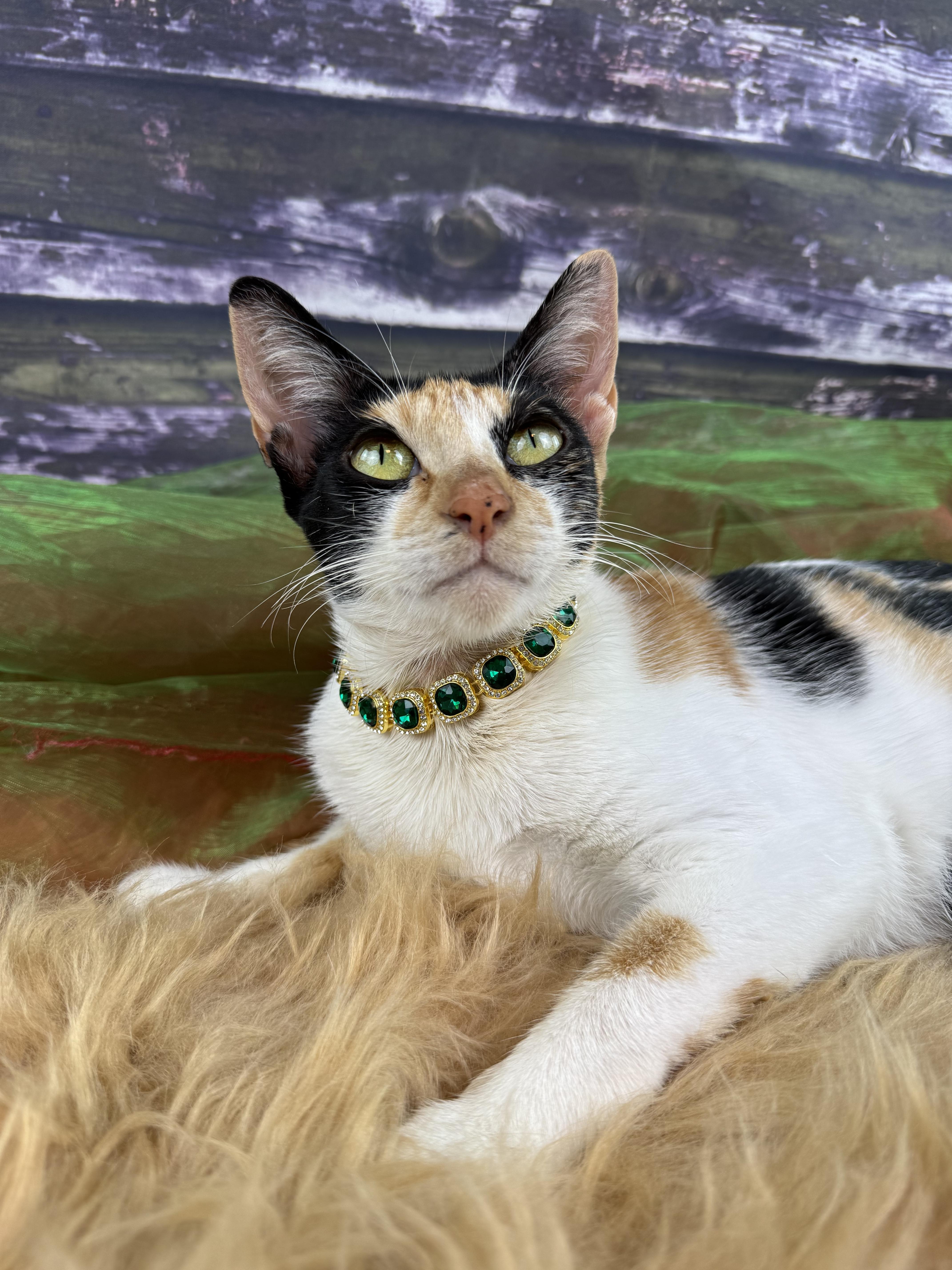 Cami, ADOPTABLE, Young Female Calico.