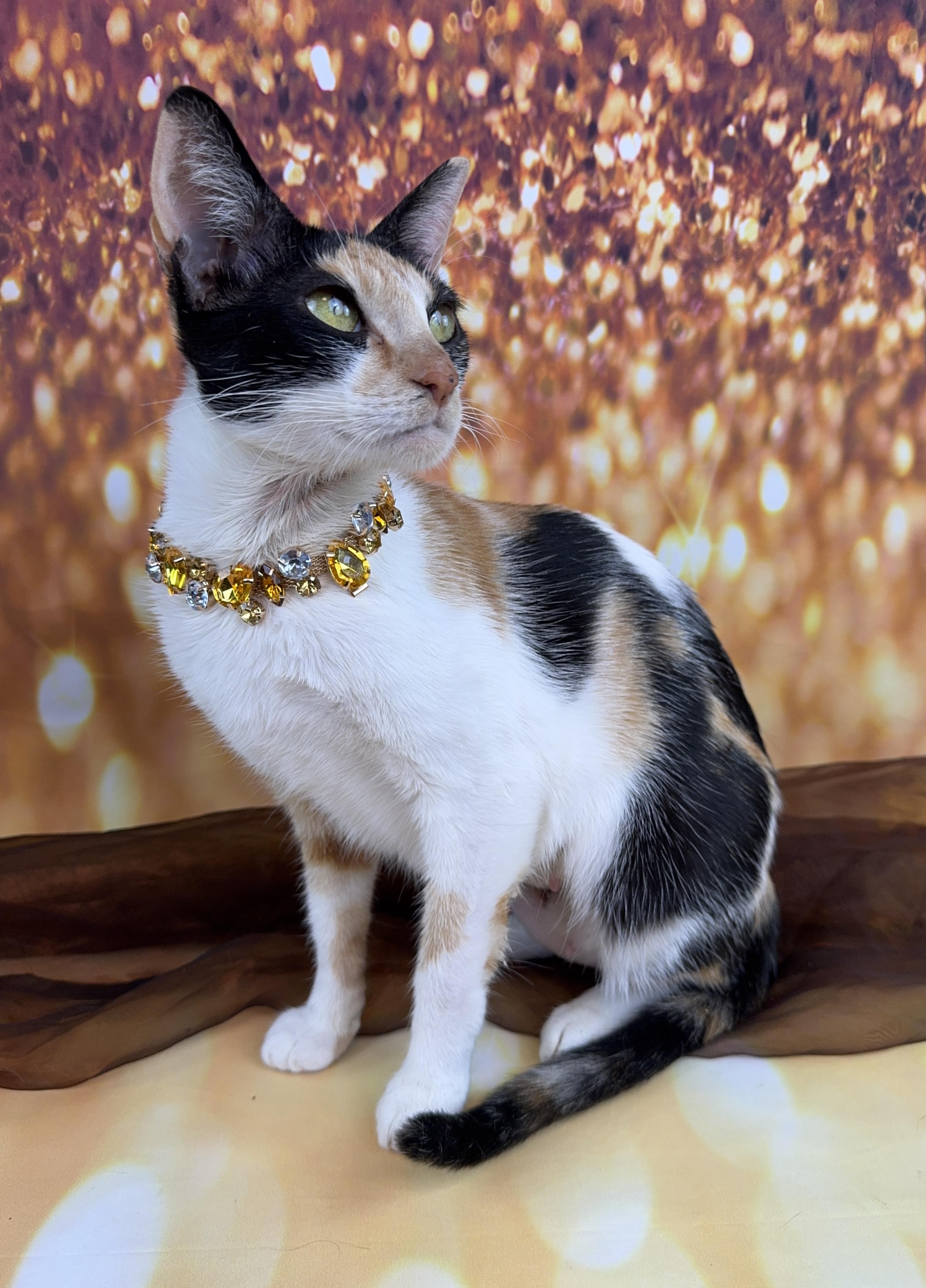 Enlarge Cami, a ADOPTABLE Calico in Houston, TX image 5/6