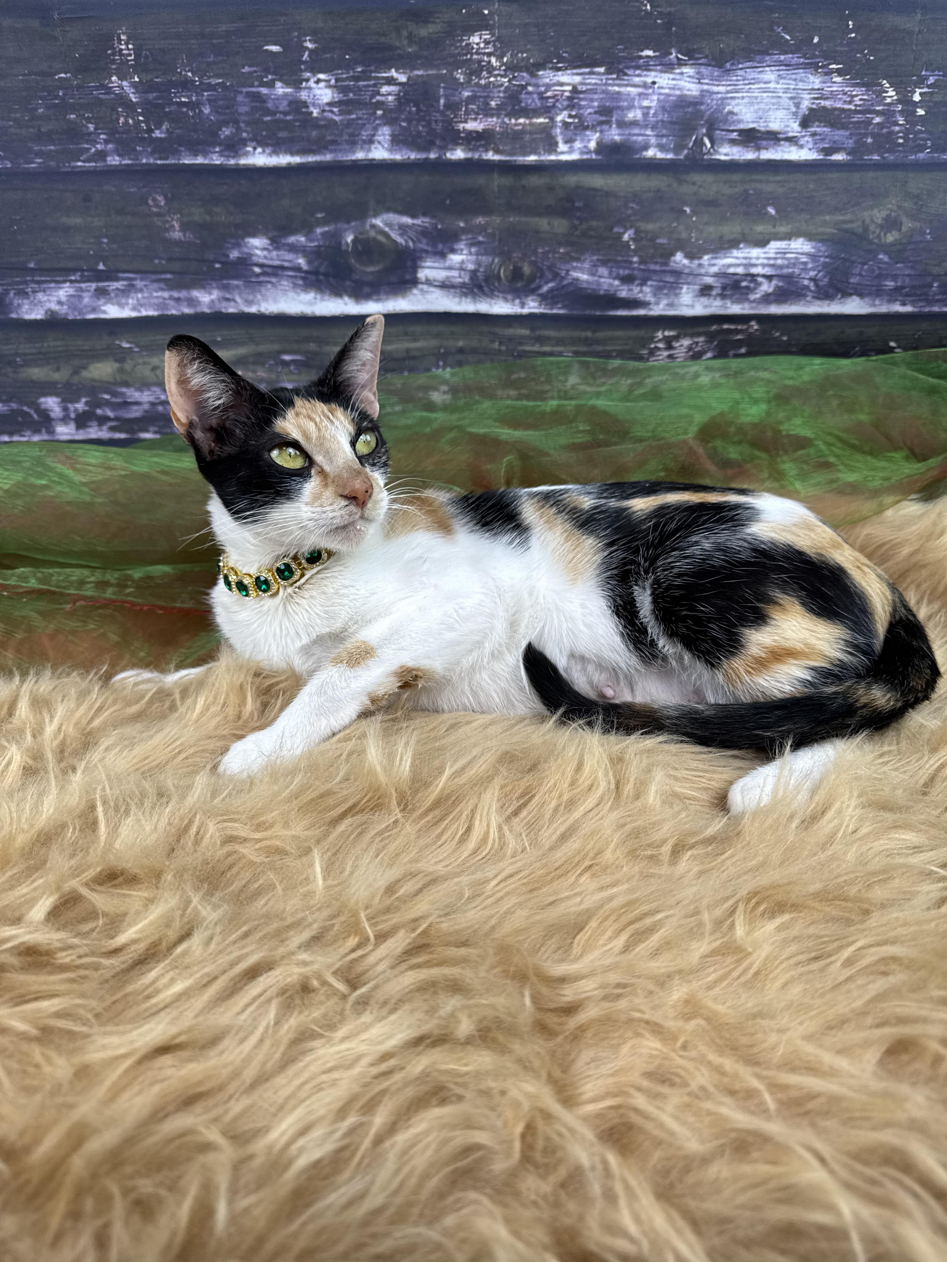 Enlarge Cami, a ADOPTABLE Calico in Houston, TX image 3/6