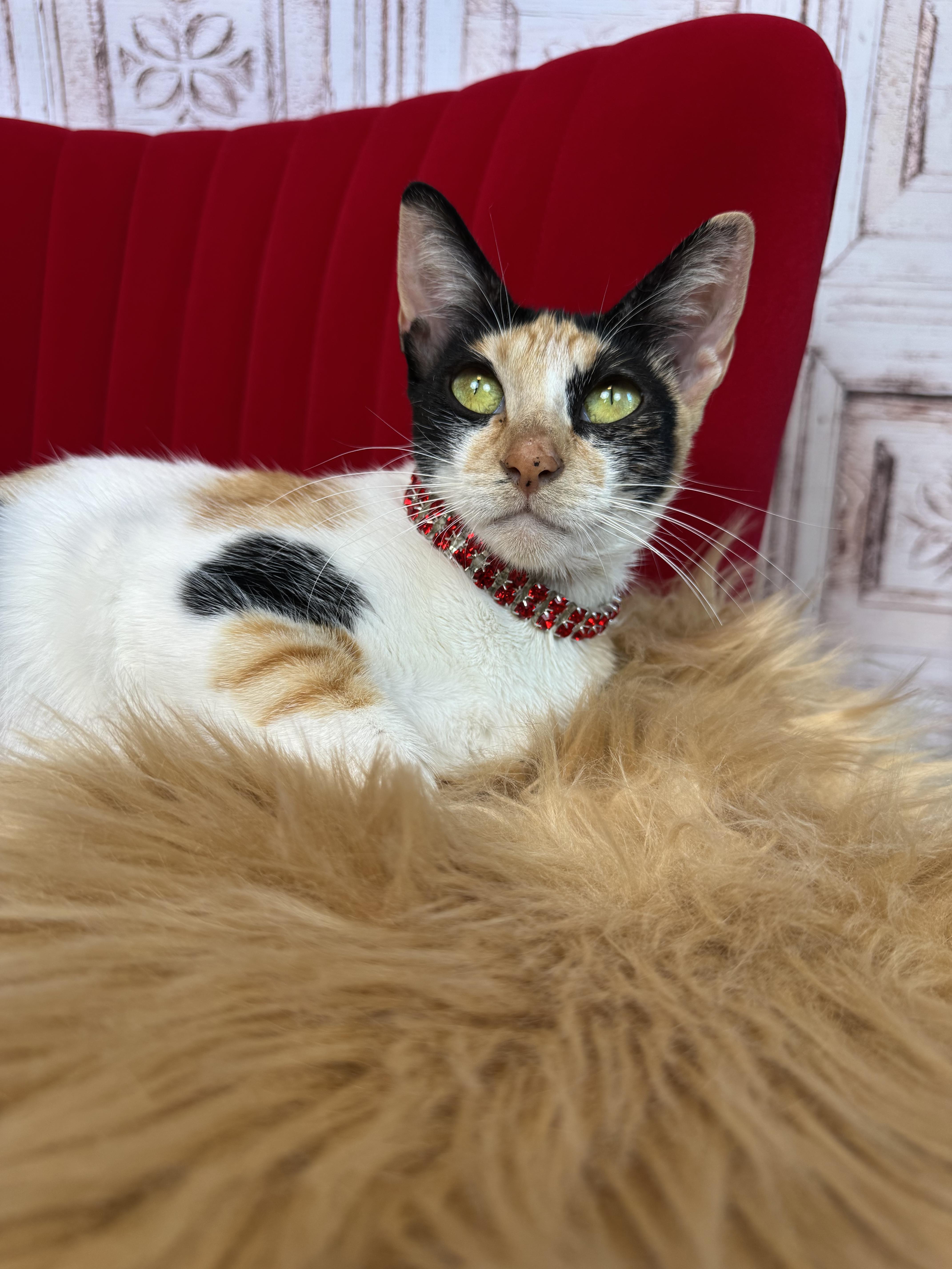 Enlarge Cami, a ADOPTABLE Calico in Houston, TX image 4/6