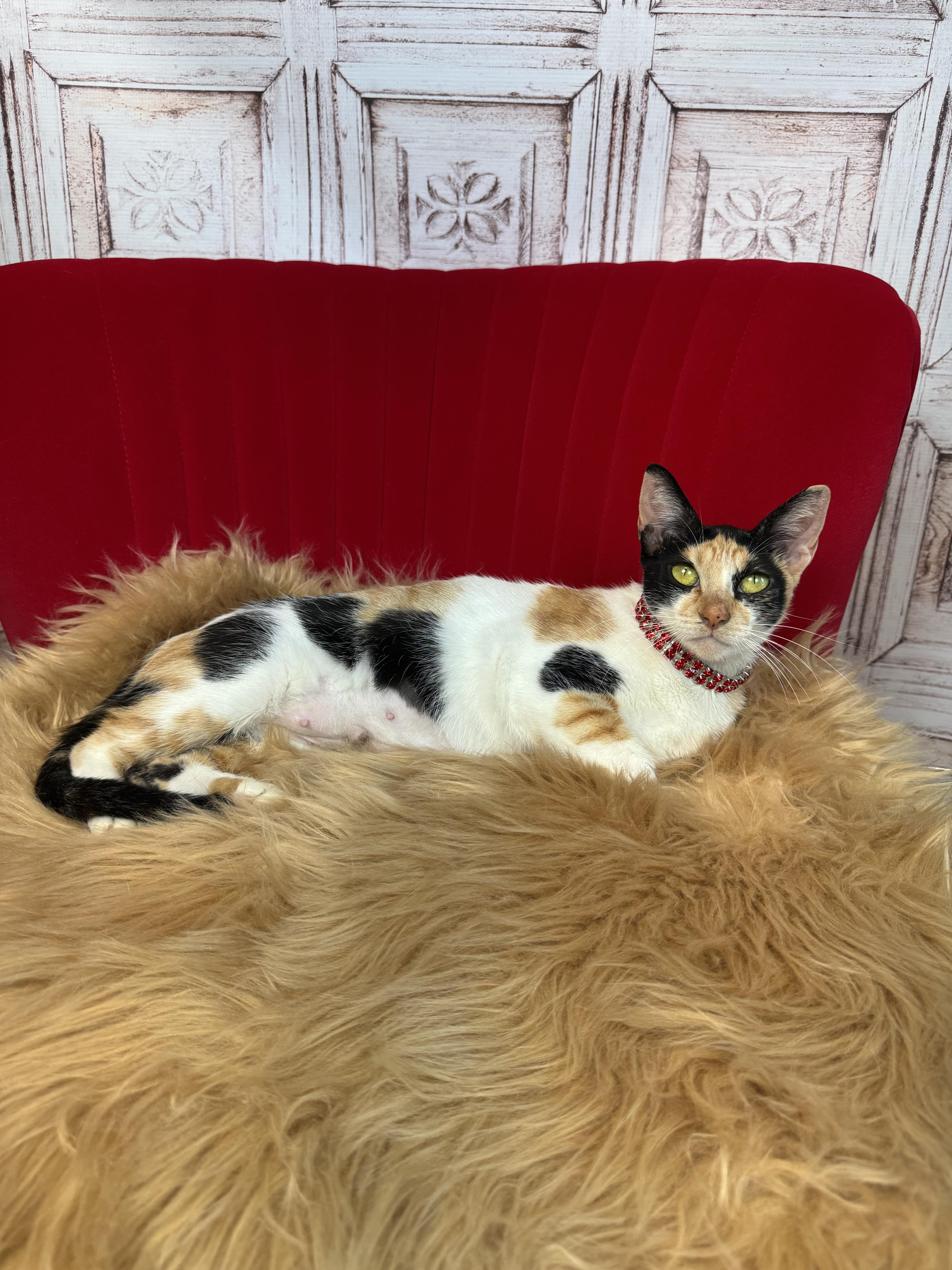 Enlarge Cami, a ADOPTABLE Calico in Houston, TX image 2/6