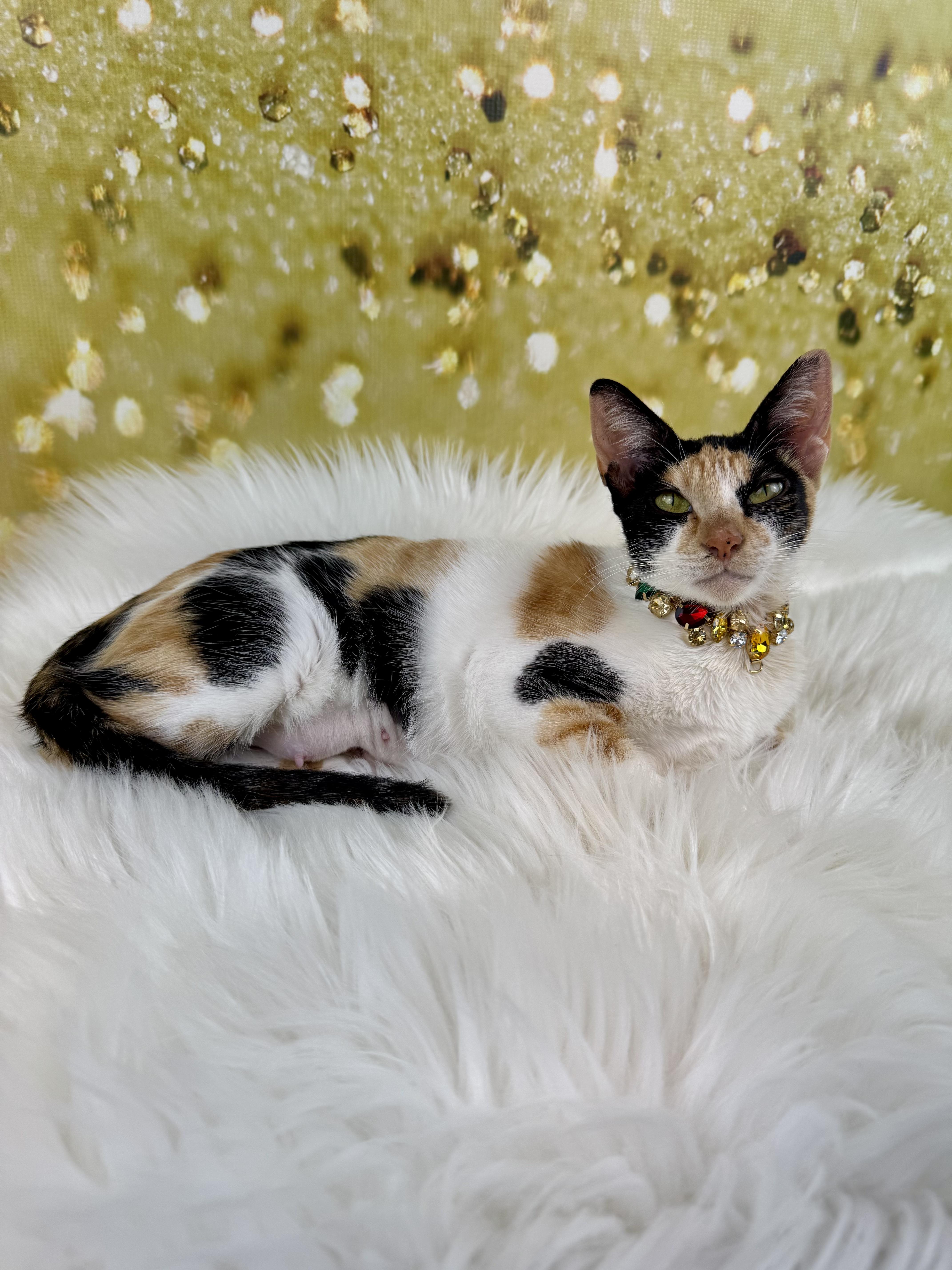 Enlarge Cami, a ADOPTABLE Calico in Houston, TX image 6/6