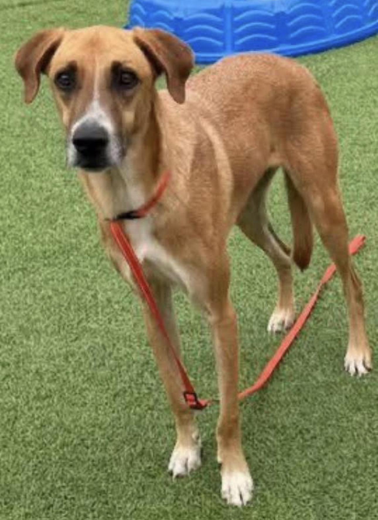 Phil, a ADOPTABLE Mixed Breed in Kutztown, PA image 3/4