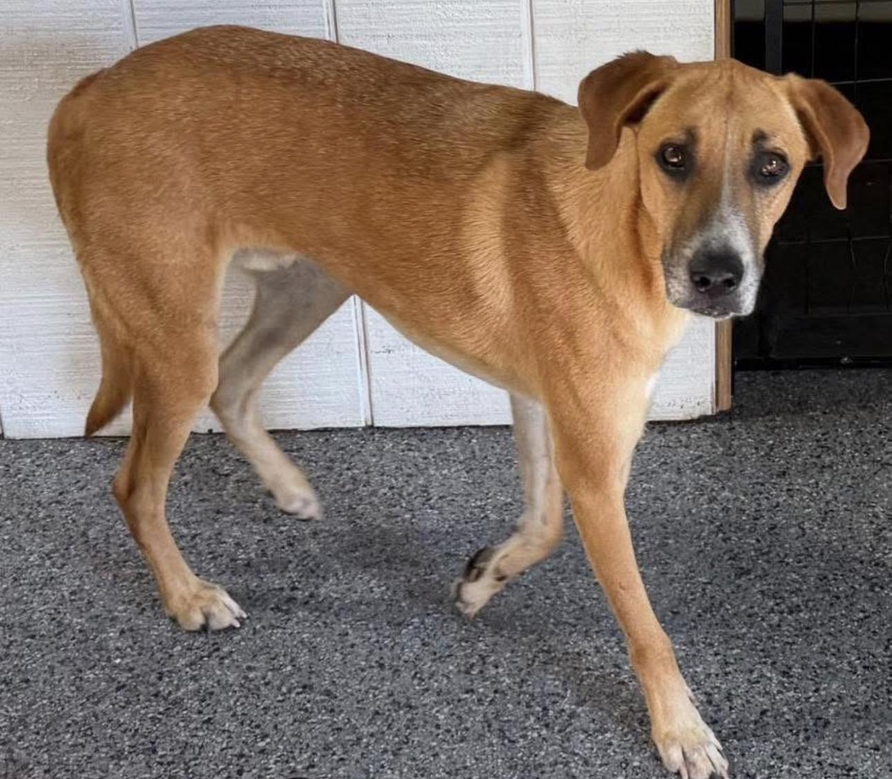 Phil, ADOPTABLE, Adult Male Mixed Breed.