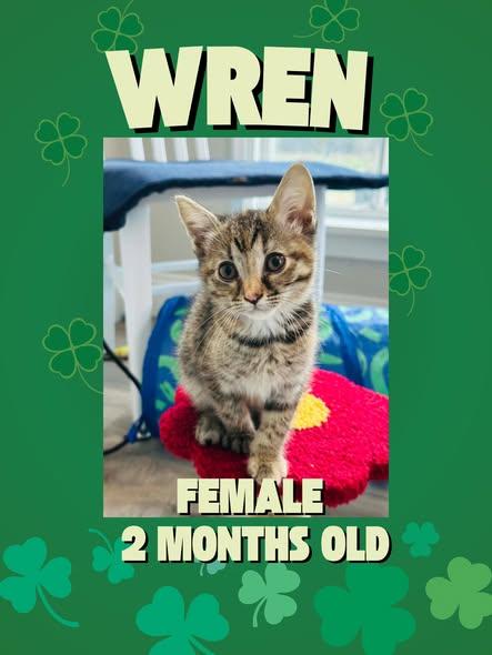 Wren, adopted, Kitten Female Domestic Short Hair.