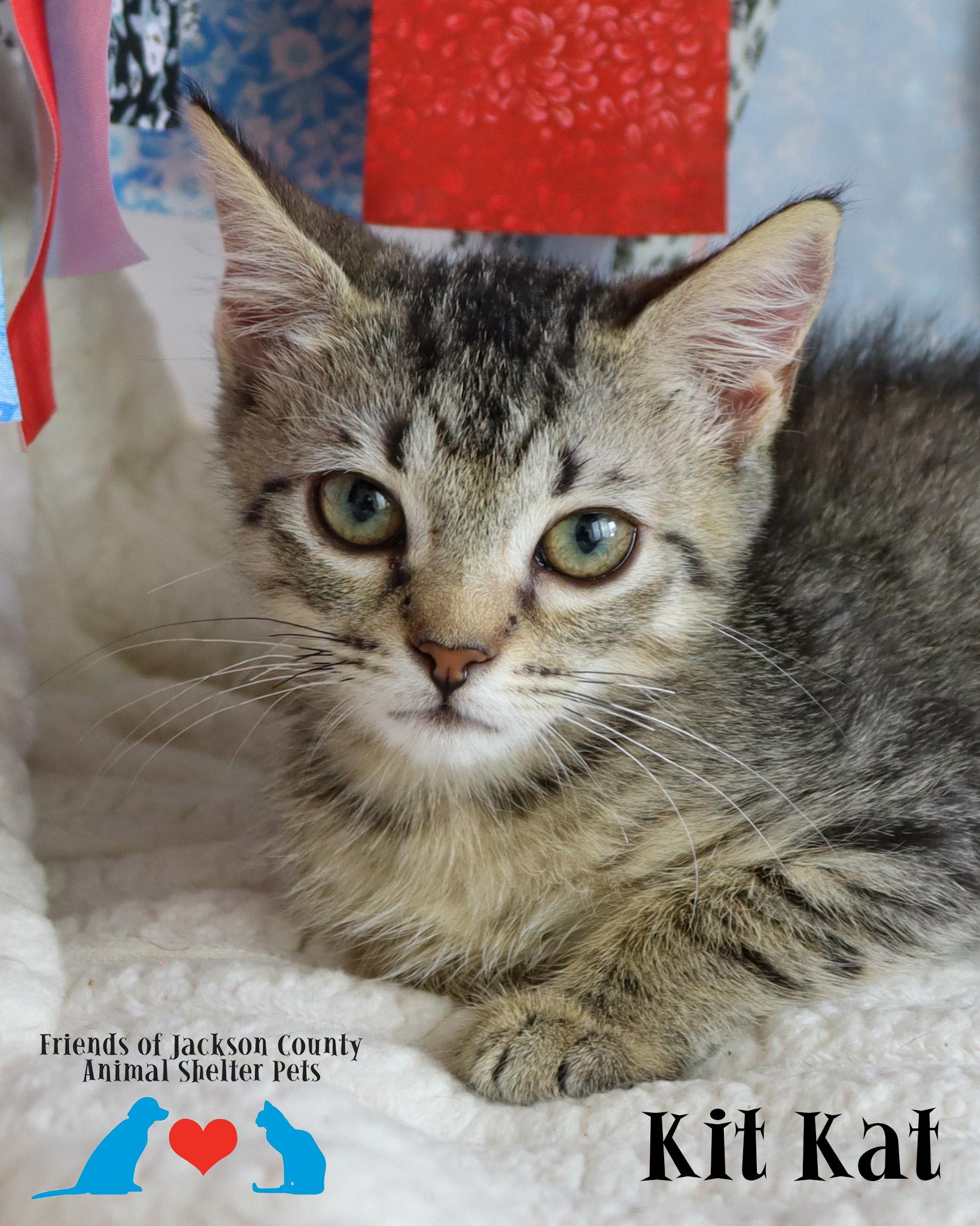 Enlarge Kit Kat, a Adoptable Domestic Short Hair in Ocean Springs, MS image 2/3