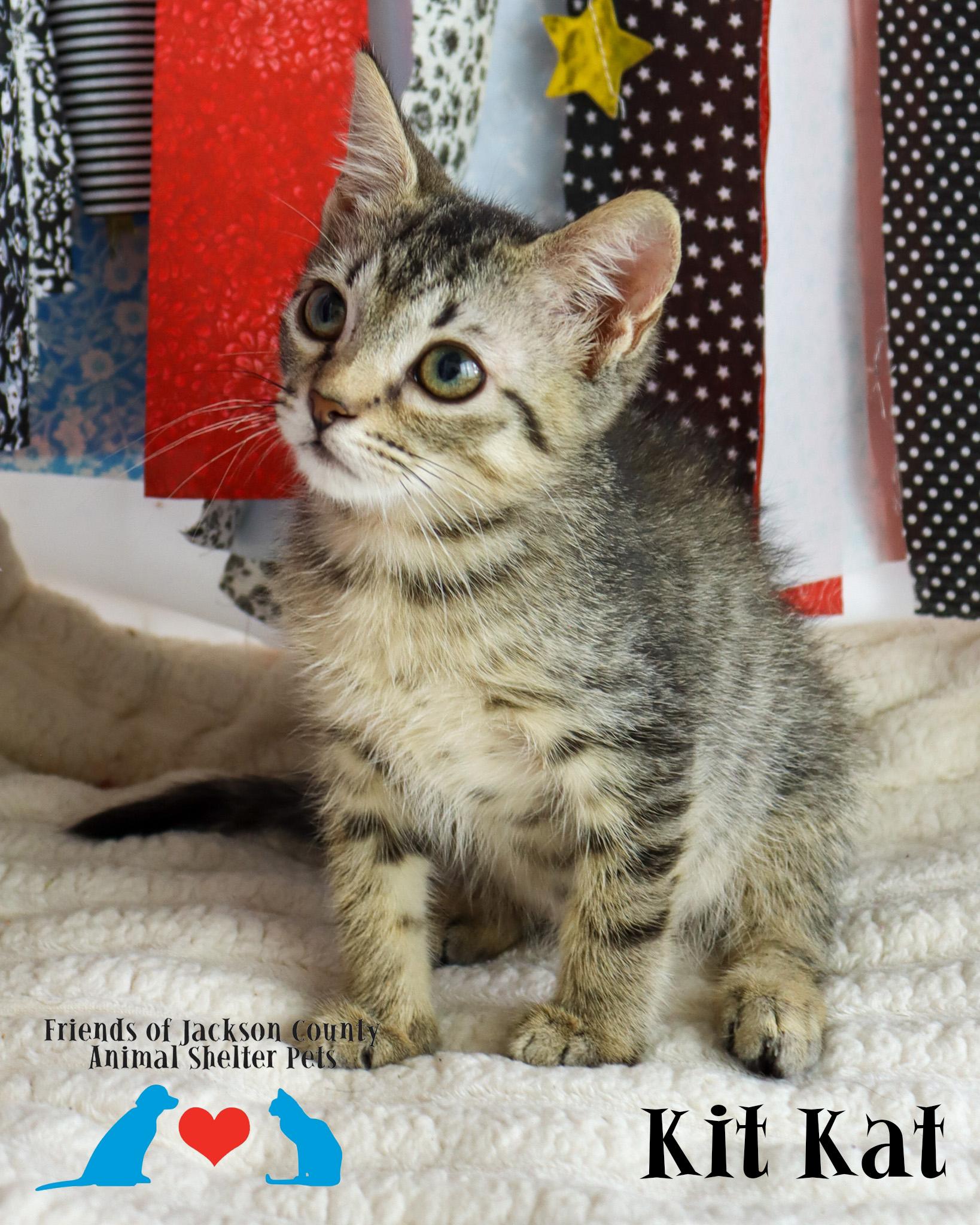 Enlarge Kit Kat, a Adoptable Domestic Short Hair in Ocean Springs, MS image 3/3