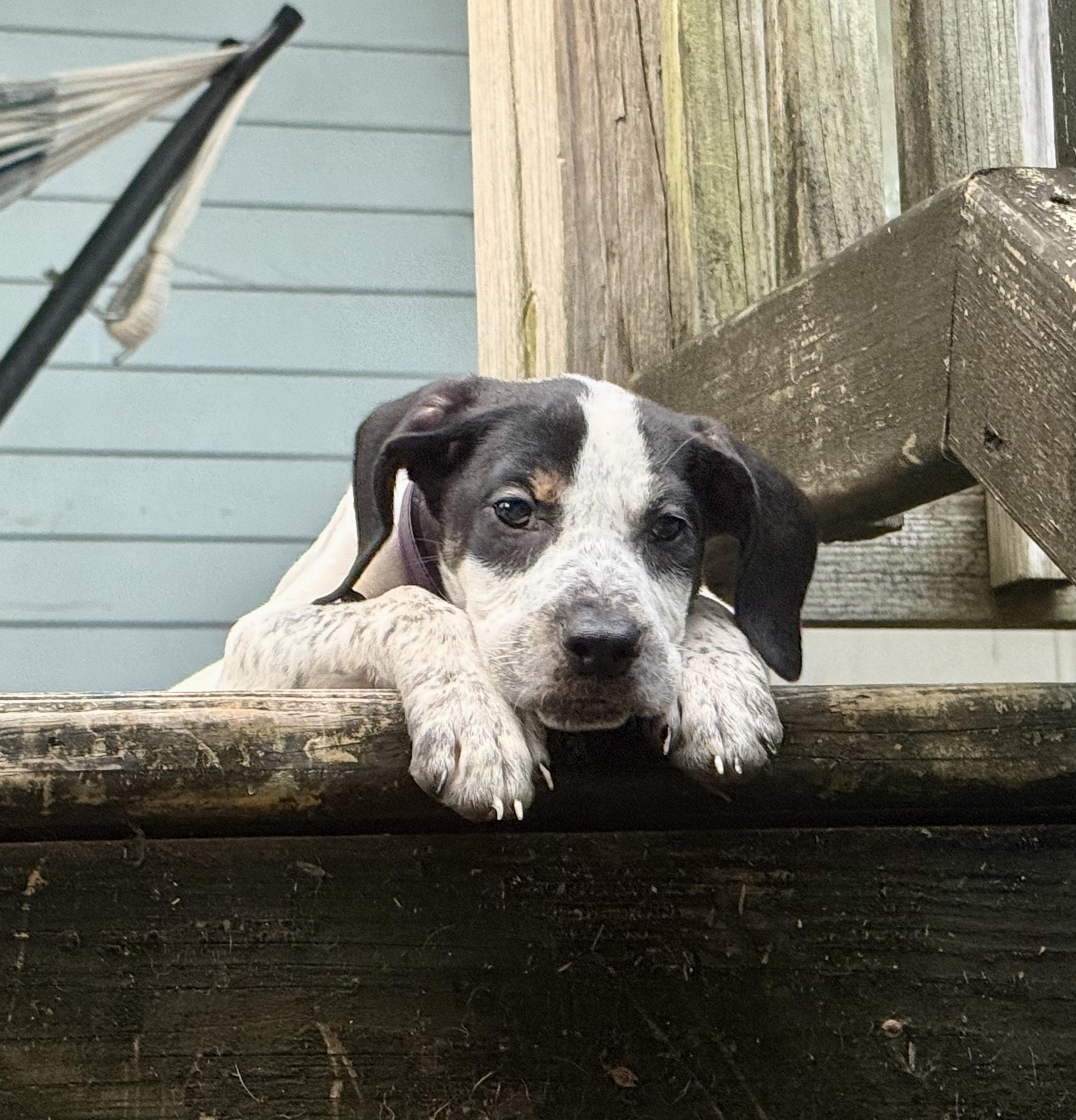 Enlarge Sue Ellen O'Hound, a Adoptable mixed breed in New Orleans, LA image 4/5