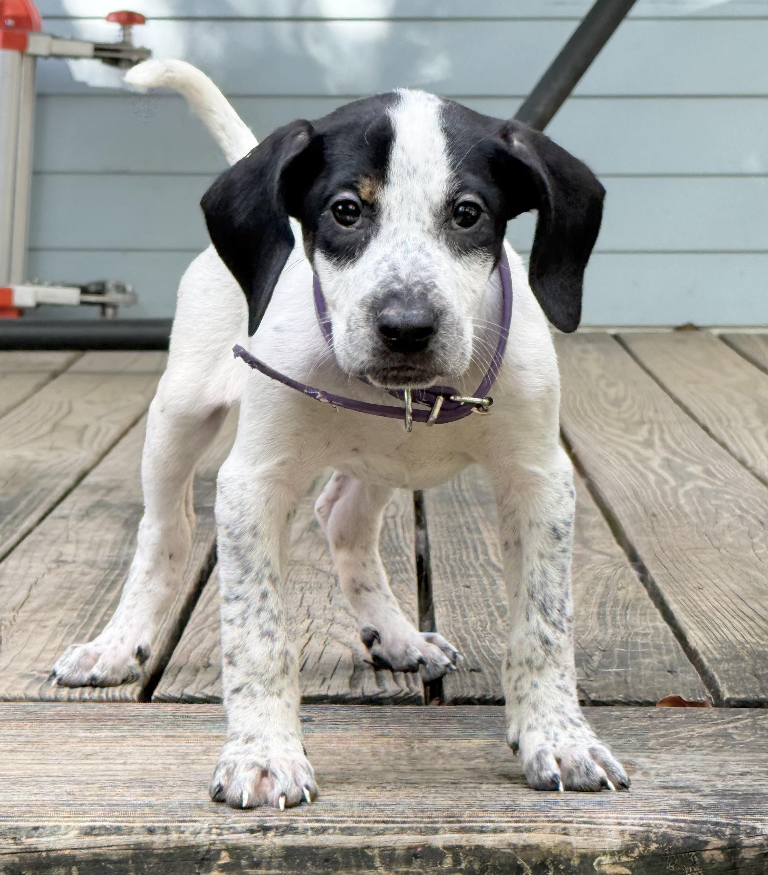 Enlarge Sue Ellen O'Hound, a Adoptable mixed breed in New Orleans, LA image 1/5