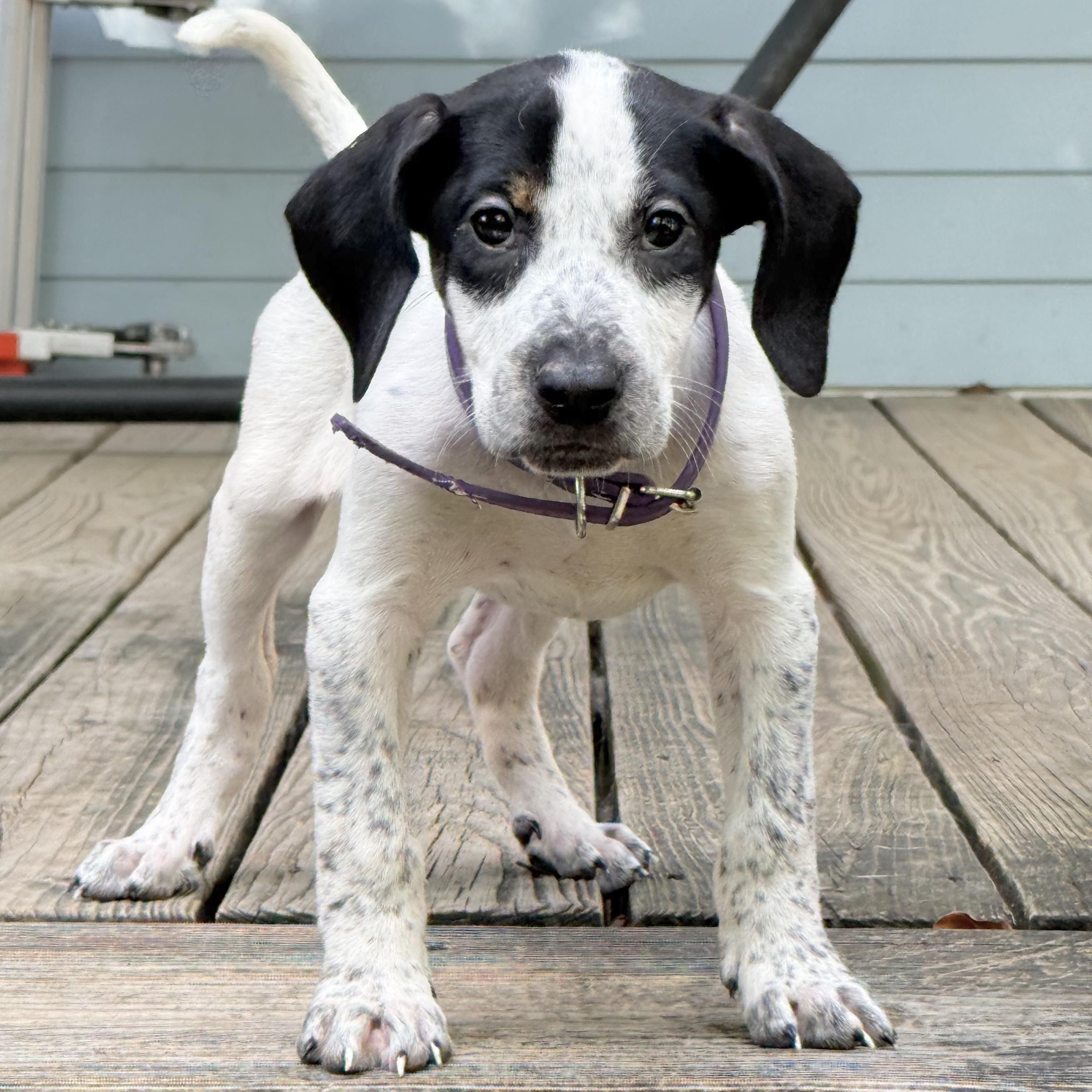 Enlarge Sue Ellen O'Hound, a Adoptable mixed breed in New Orleans, LA image 6/6