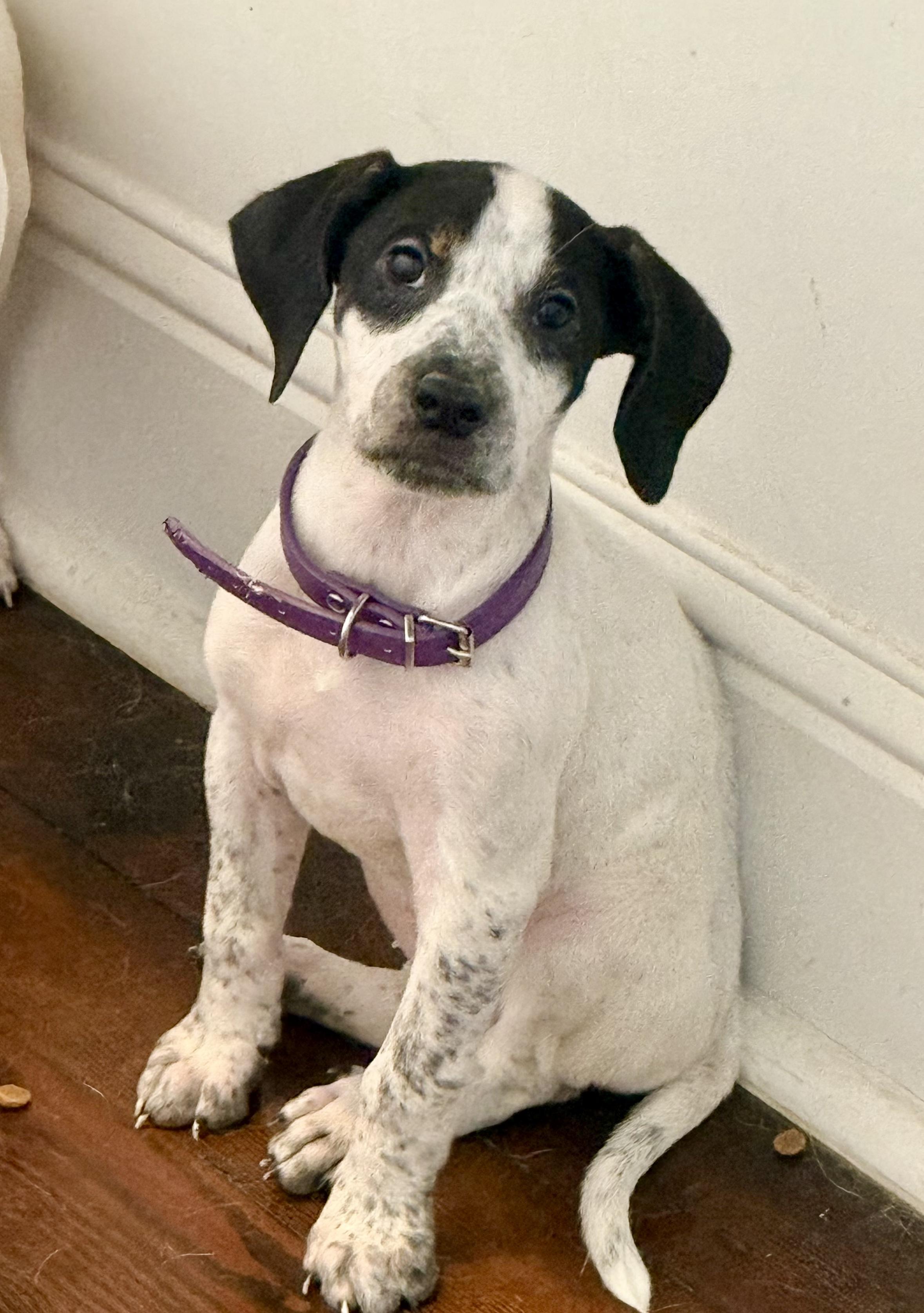 Enlarge Sue Ellen O'Hound, a Adoptable mixed breed in New Orleans, LA image 5/5