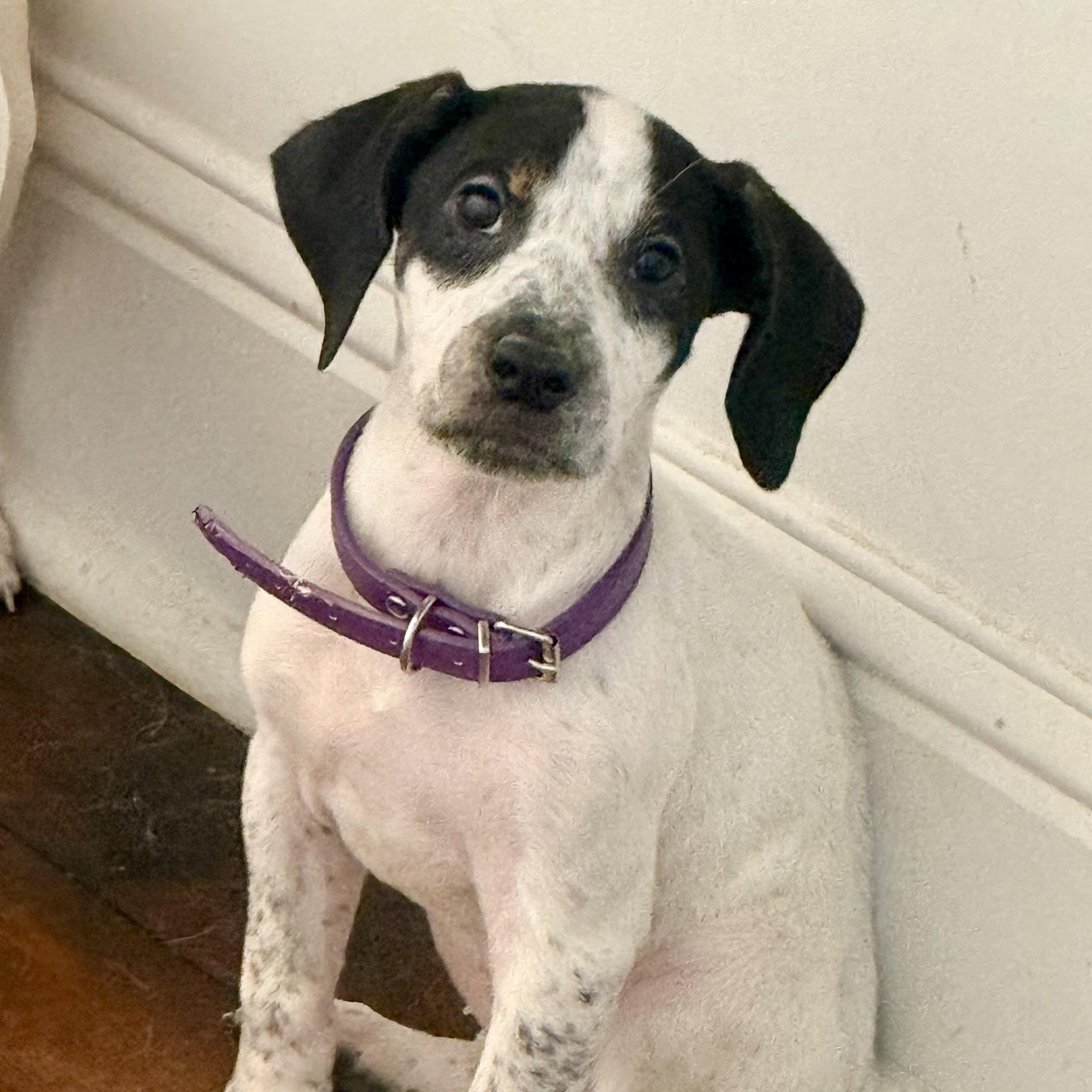 Enlarge Sue Ellen O'Hound, a Adoptable mixed breed in New Orleans, LA image 4/6