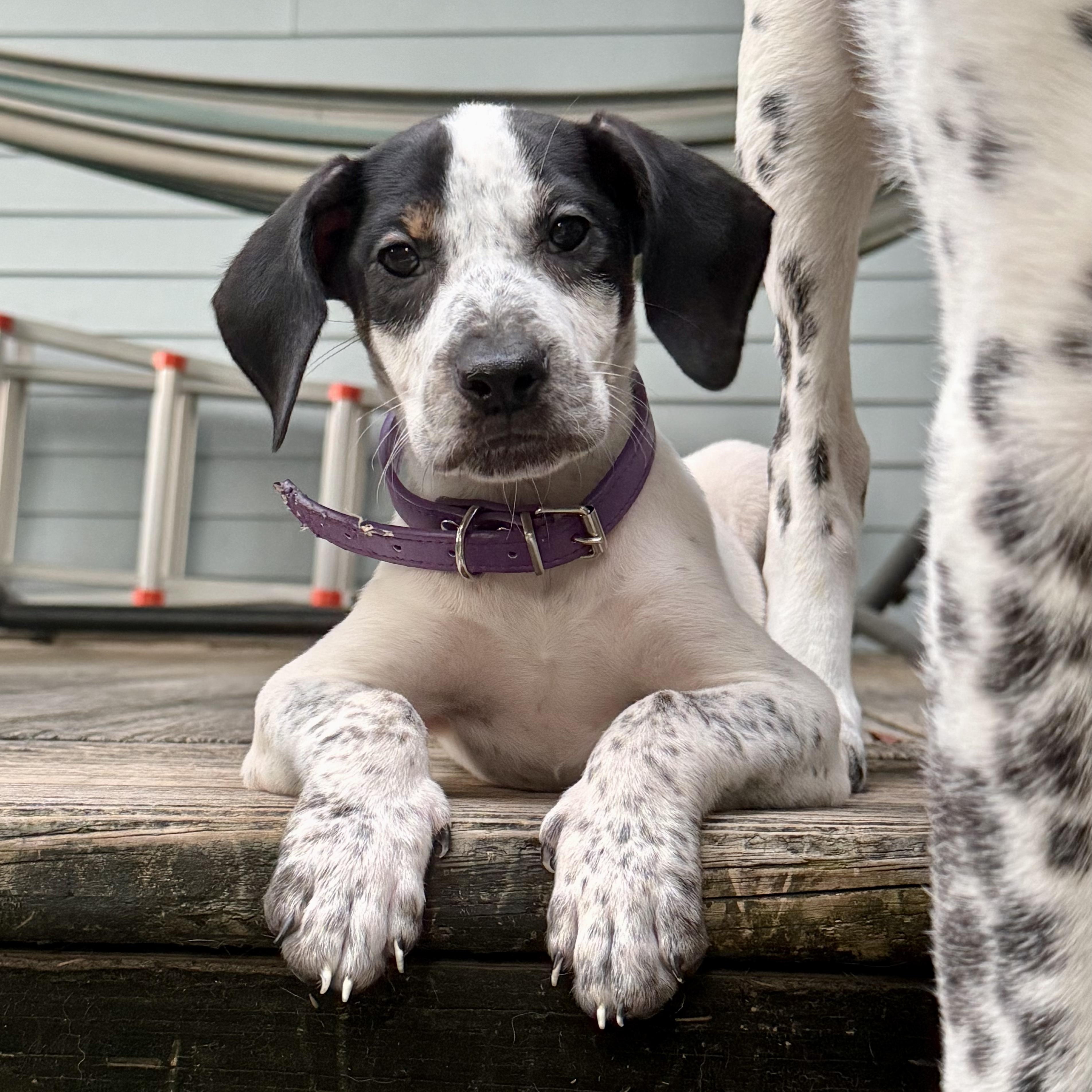Enlarge Sue Ellen O'Hound, a Adoptable mixed breed in New Orleans, LA image 5/6