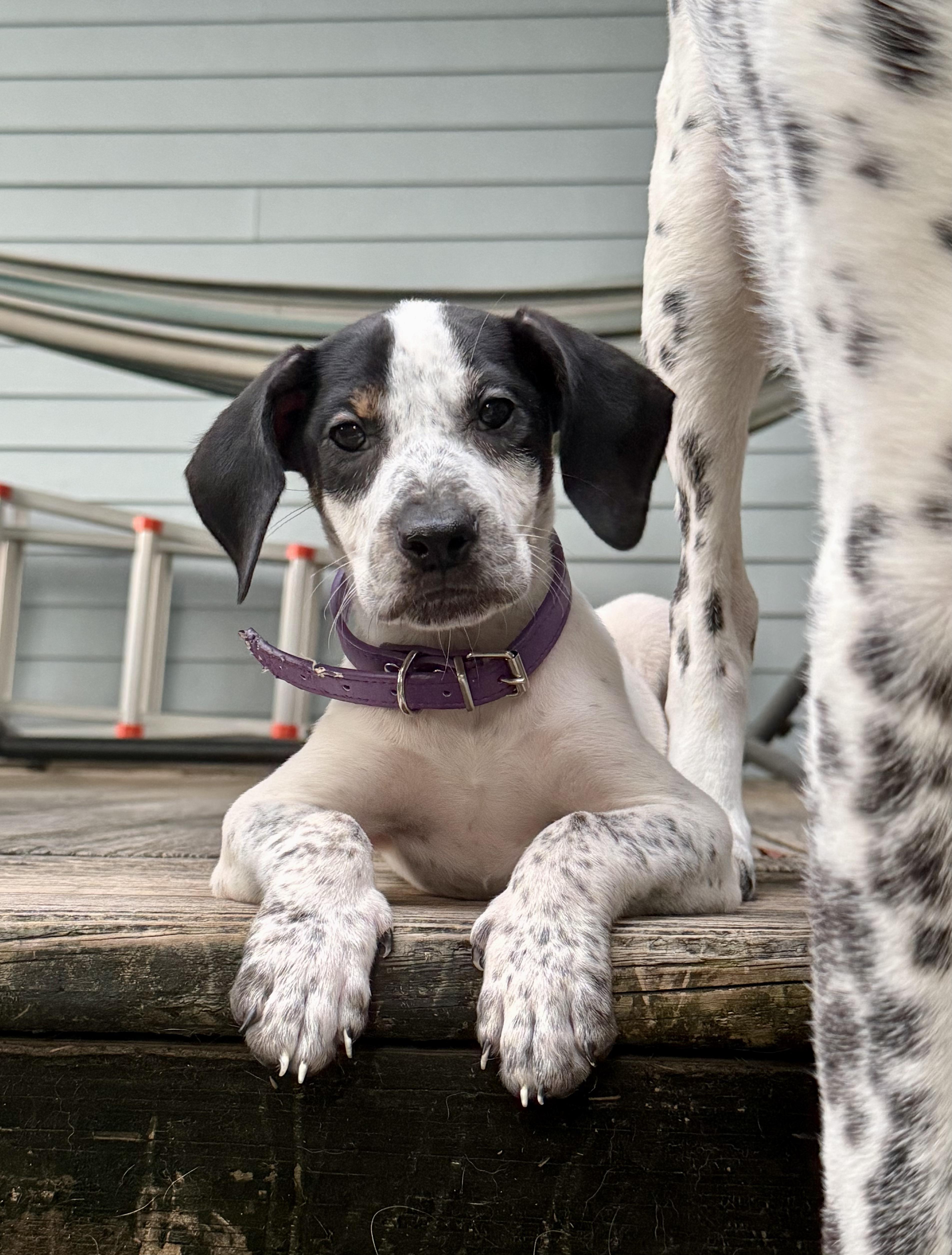 Enlarge Sue Ellen O'Hound, a Adoptable mixed breed in New Orleans, LA image 3/5