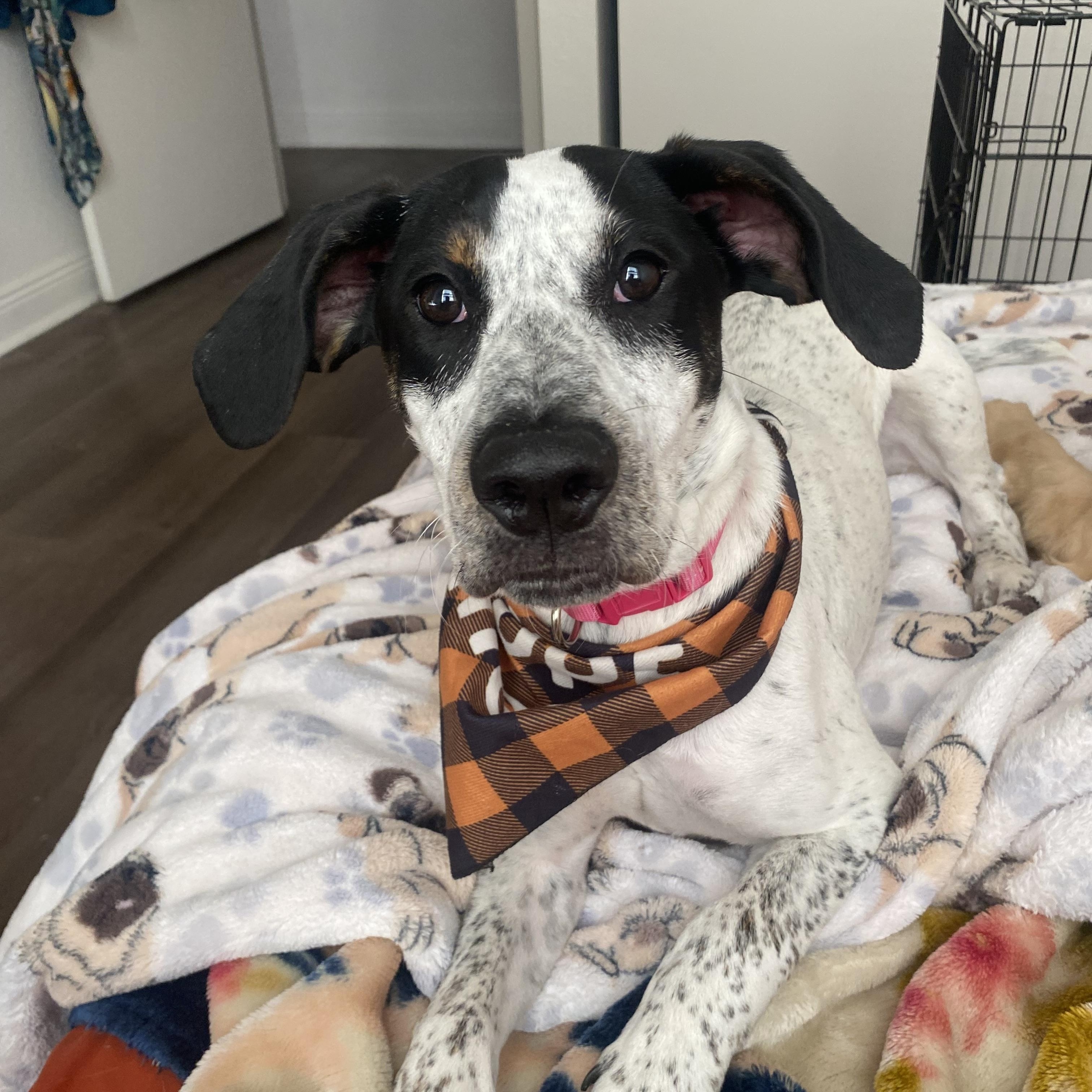 Enlarge Sue Ellen O'Hound, a Adoptable mixed breed in New Orleans, LA image 2/6