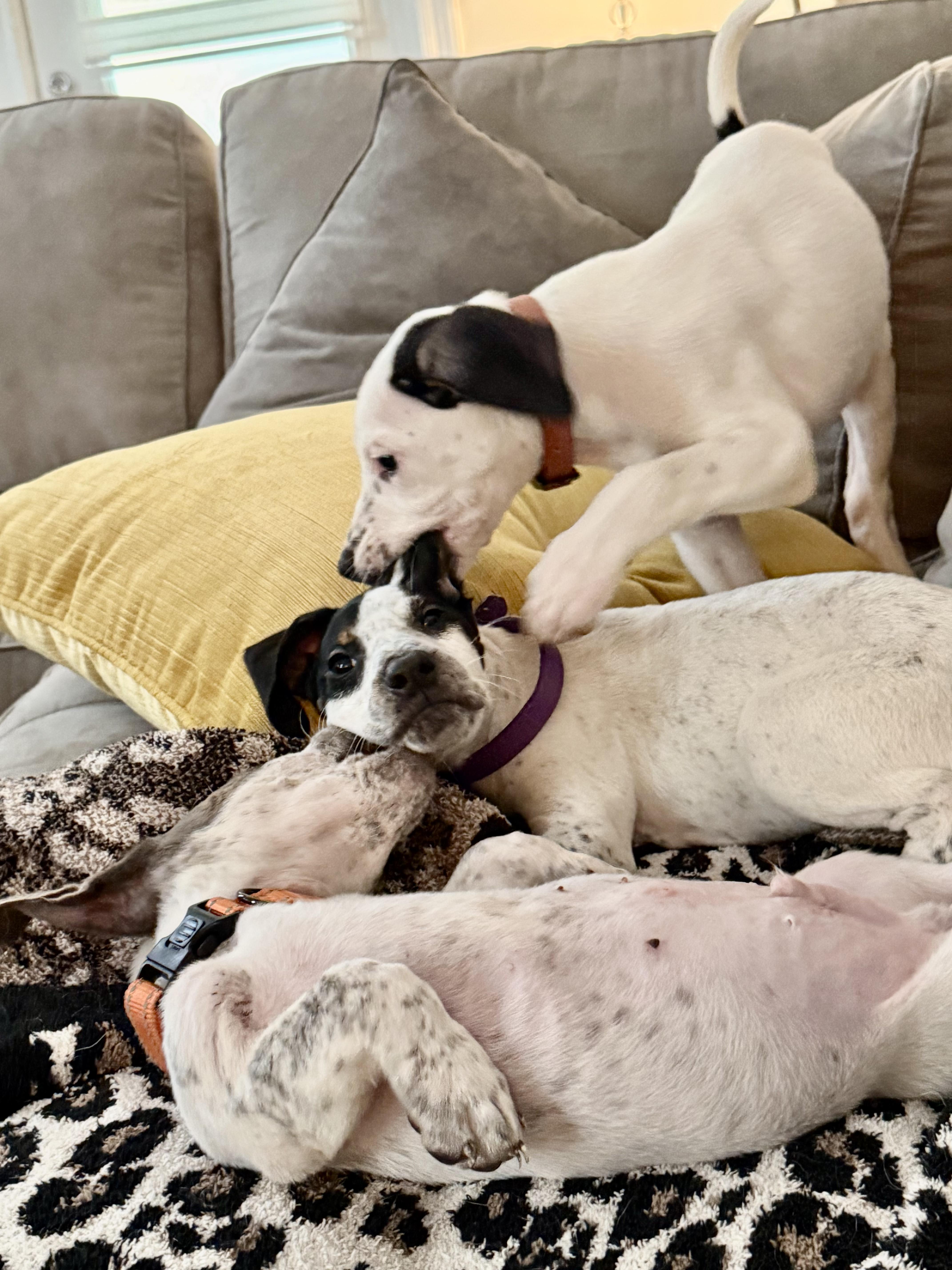 Enlarge Sue Ellen O'Hound, a Adoptable mixed breed in New Orleans, LA image 2/5