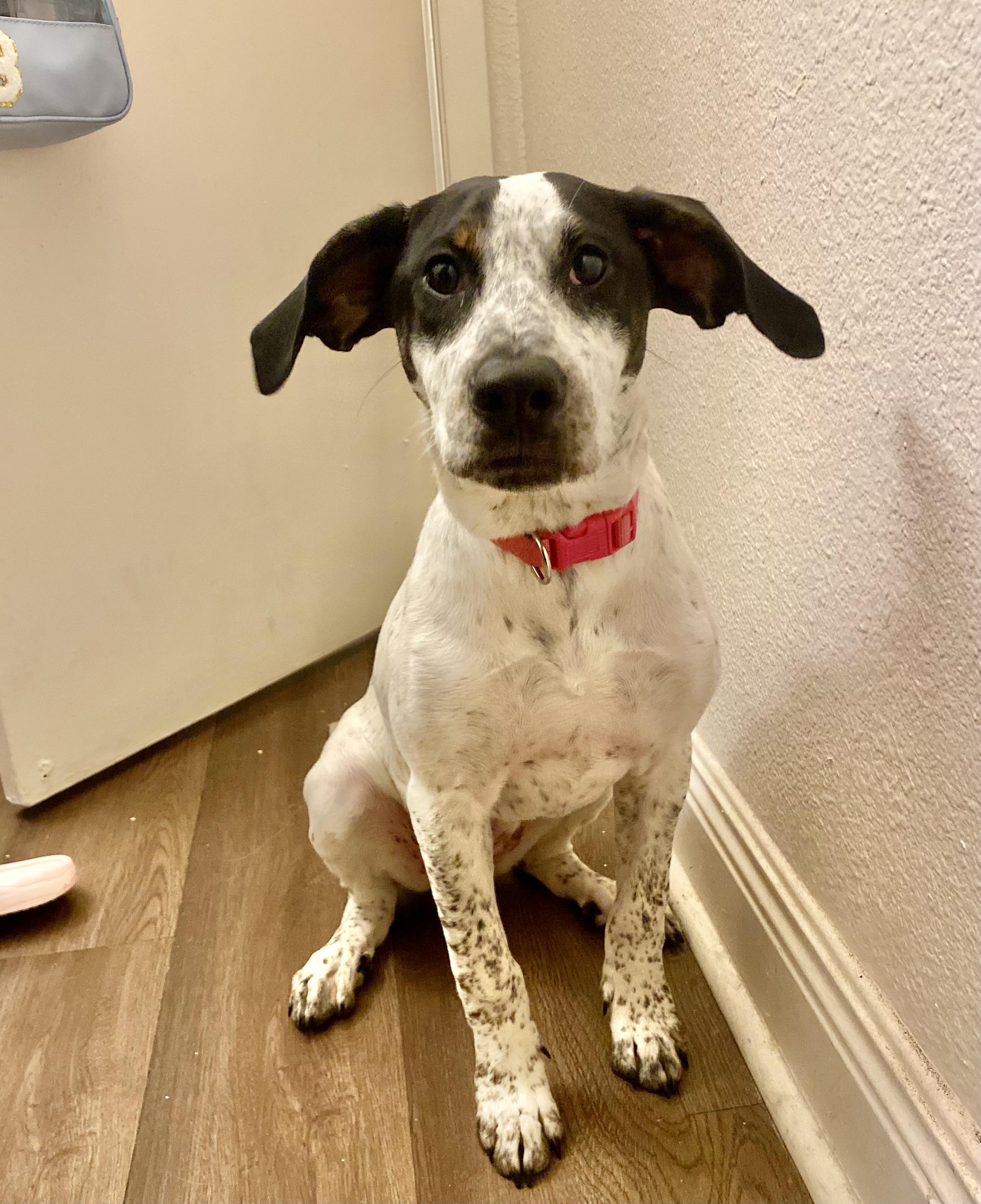 Enlarge Sue Ellen O'Hound, a Adoptable mixed breed in New Orleans, LA image 1/6